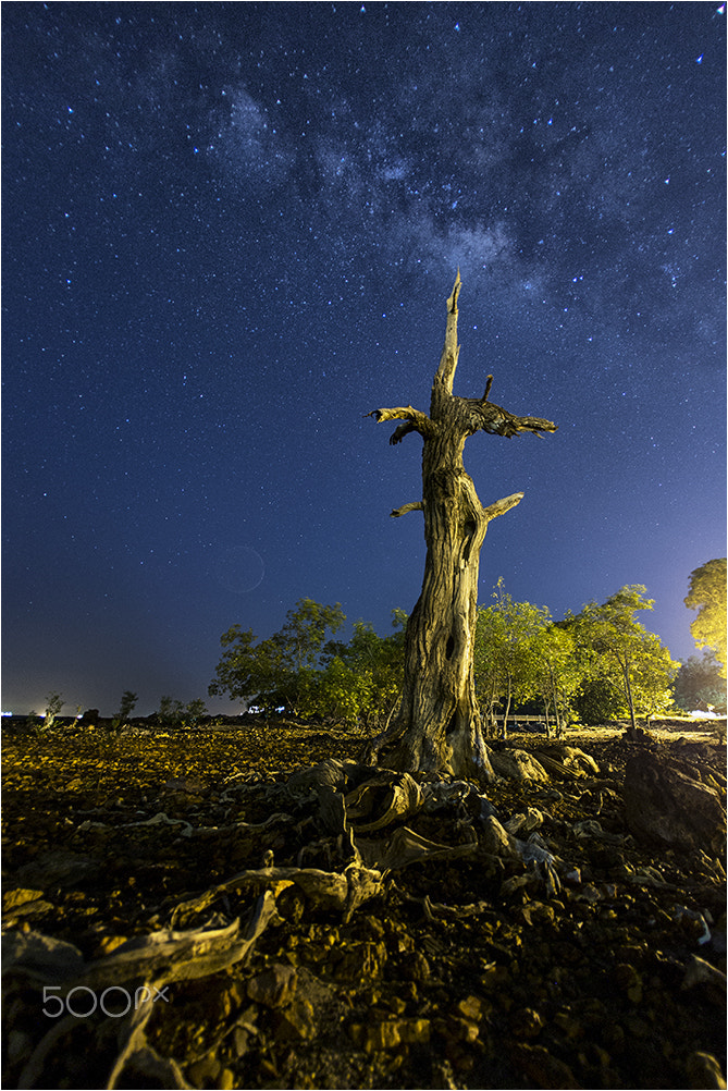 Canon EOS 6D + Canon EF 15mm F2.8 Fisheye sample photo. Hope photography