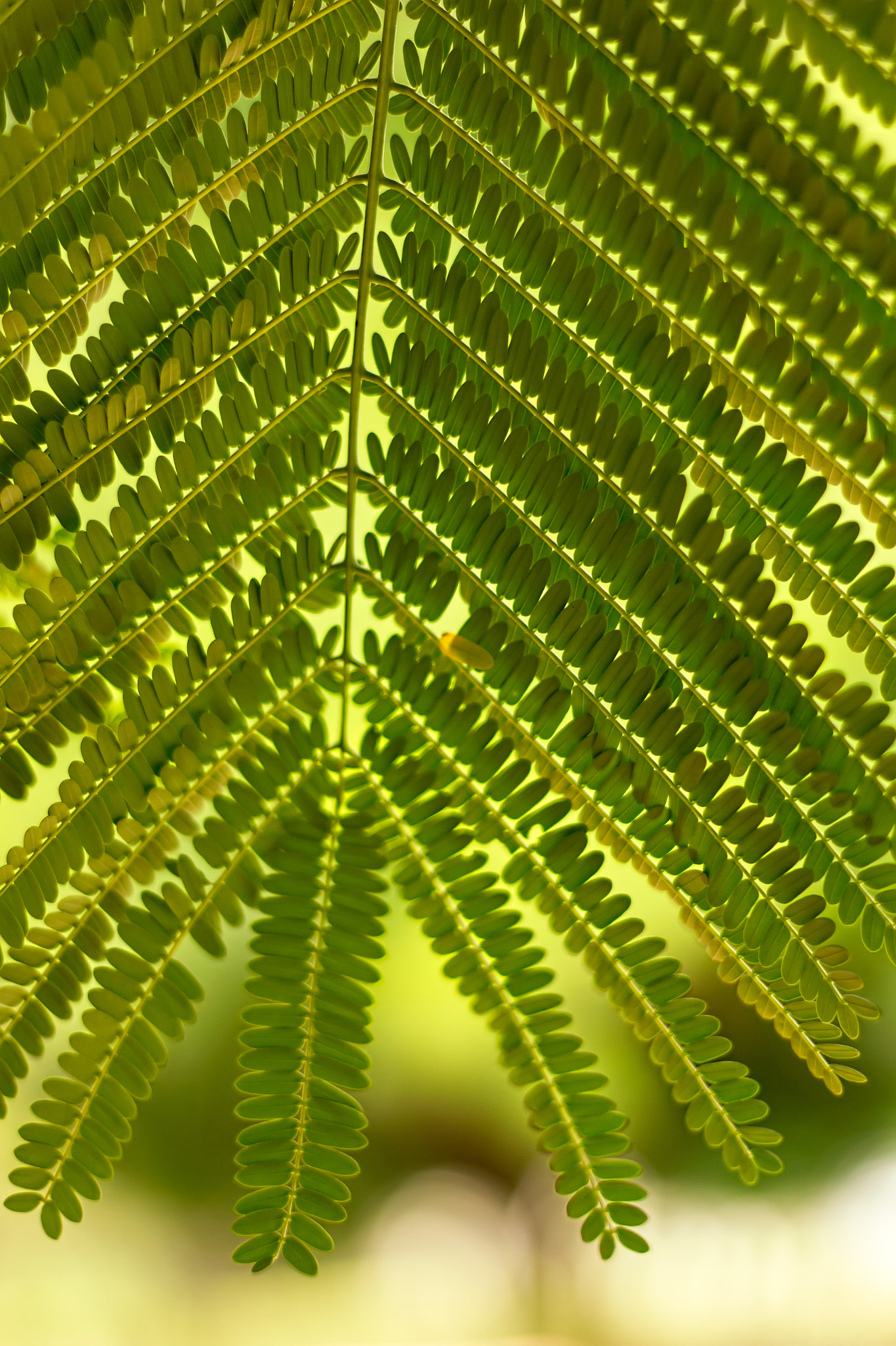 Canon EOS 550D (EOS Rebel T2i / EOS Kiss X4) + Canon EF 50mm F1.8 II sample photo. Skylight through thousand tiny leafs photography