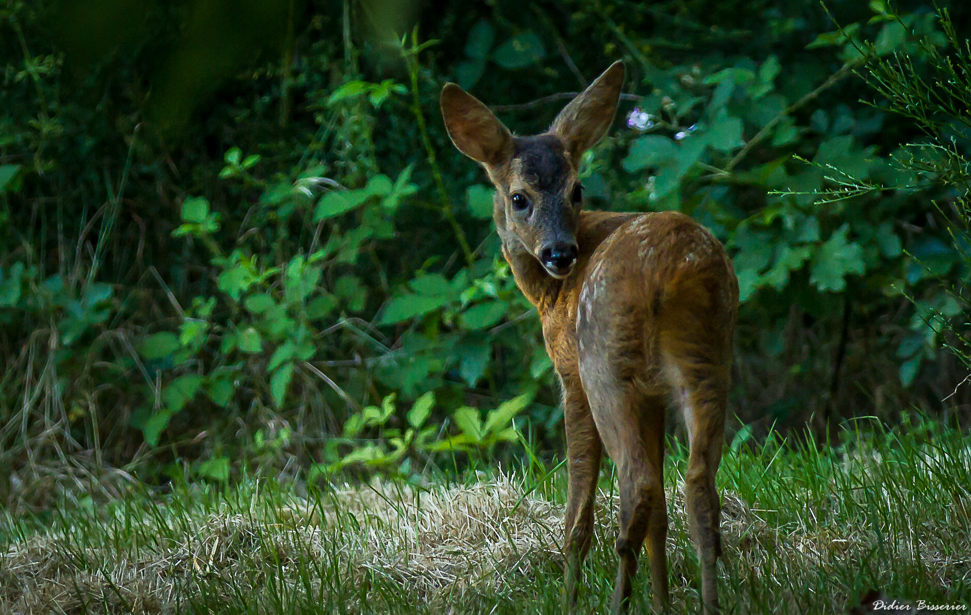 Canon EF 70-200mm F2.8L IS II USM sample photo. Another visit of the fawn photography