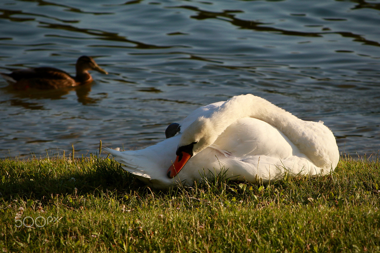 Sigma 50-200mm F4-5.6 DC OS HSM sample photo. Swan photography