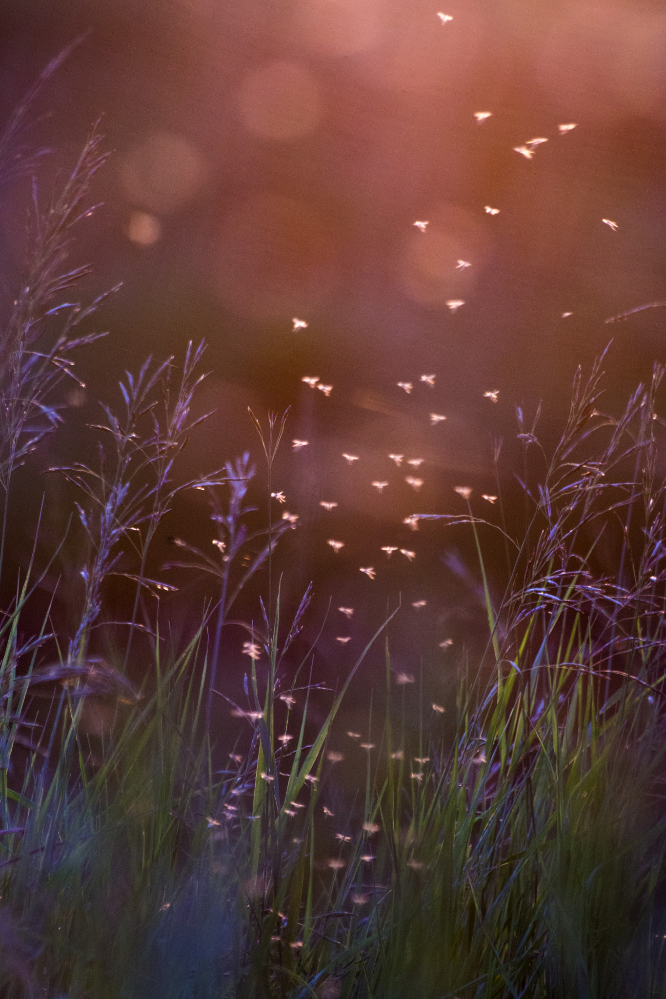 Sony SLT-A77 sample photo. Warm evening in july photography
