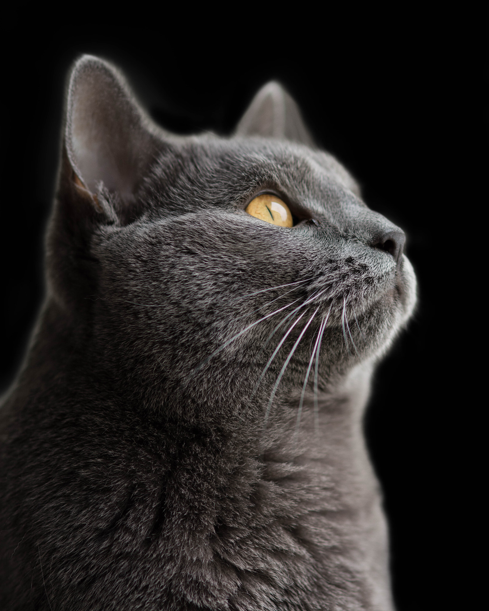 Nikon AF-S Nikkor 24-70mm F2.8G ED sample photo. Julius (be proud) photography