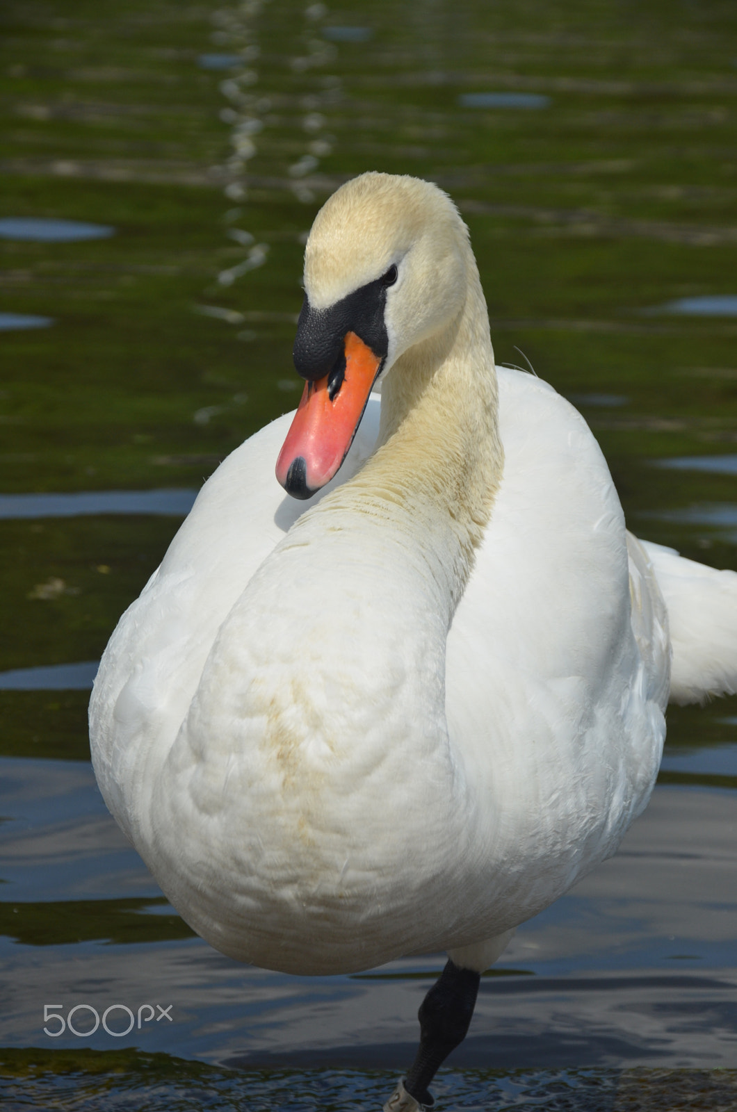 Nikon D7000 + Sigma 18-125mm F3.8-5.6 DC HSM sample photo. Swan photography