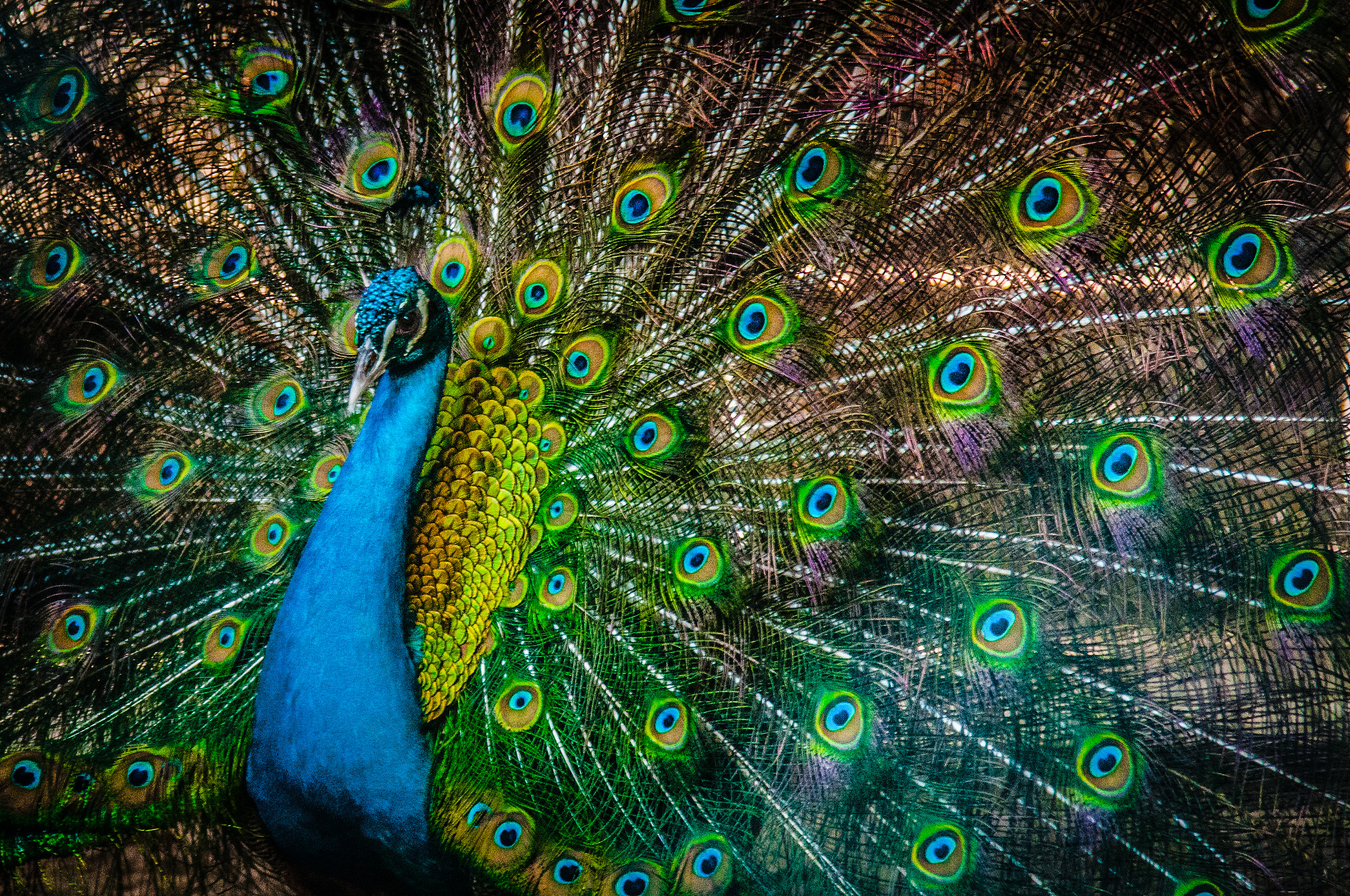 Nikon D300S sample photo. Peacock photography