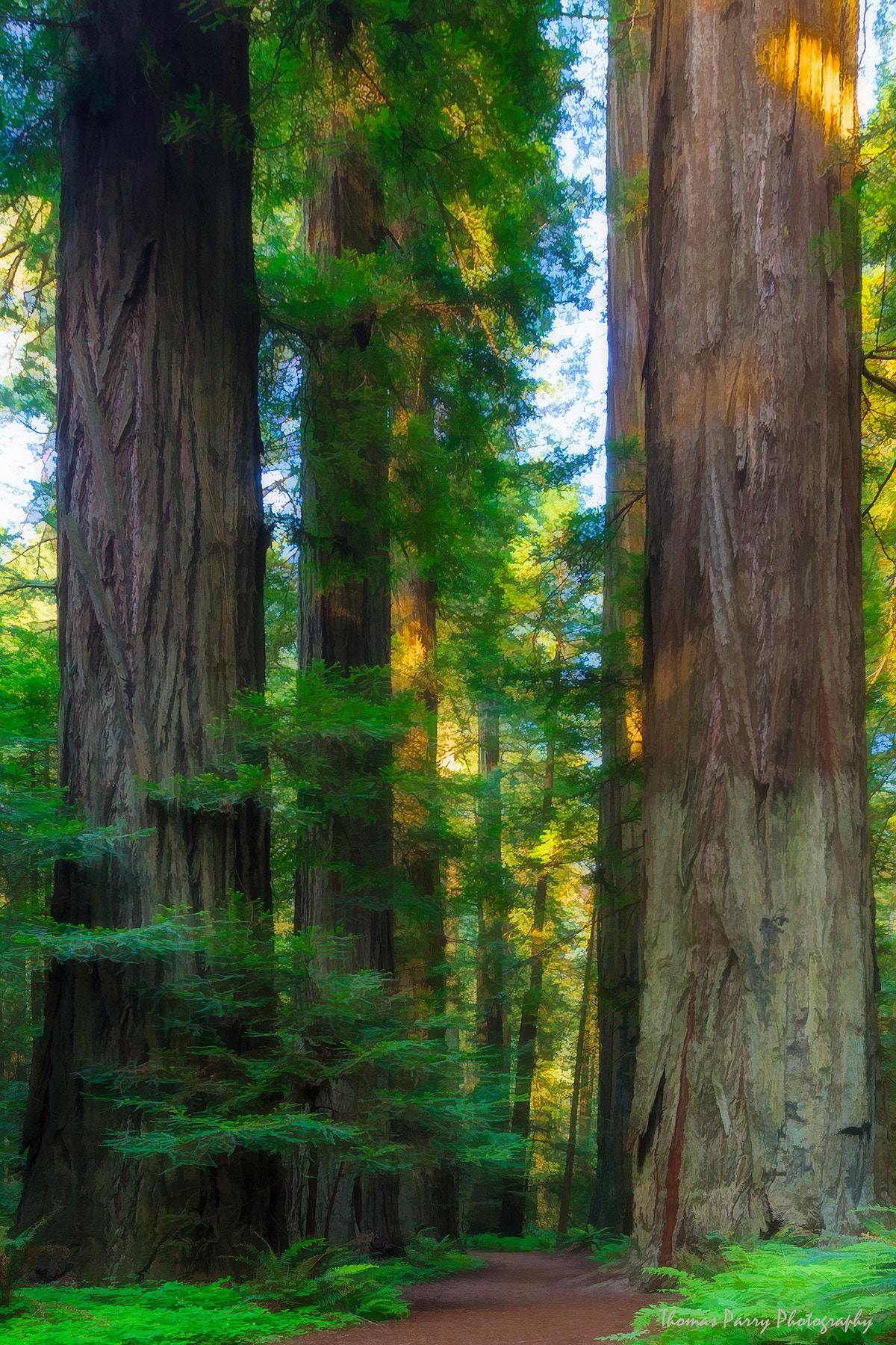 Canon EF 16-35mm F2.8L II USM sample photo. The path of giants photography