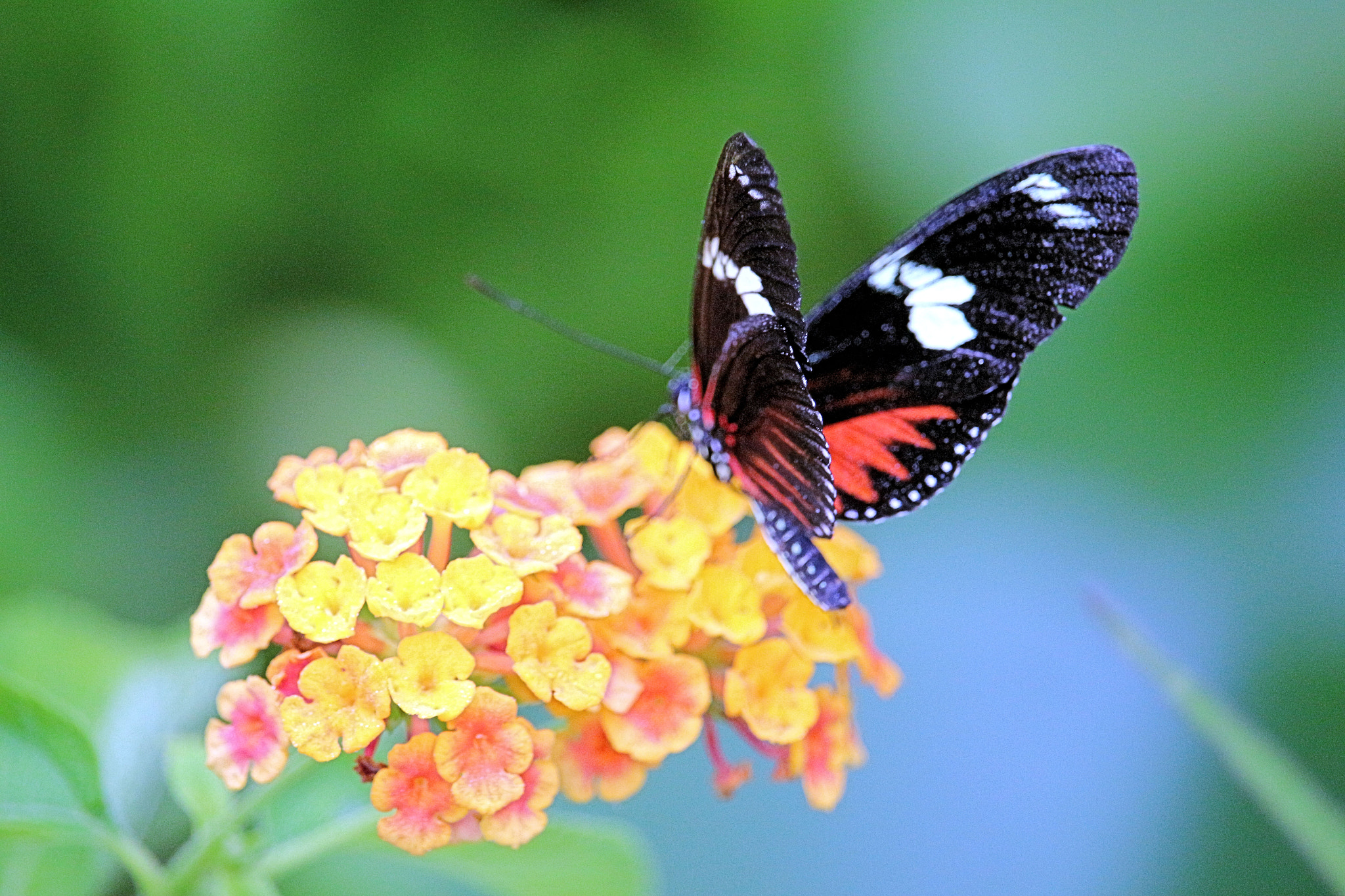 Canon EF-S 55-250mm F4-5.6 IS STM sample photo. Wild wild animal 1 photography