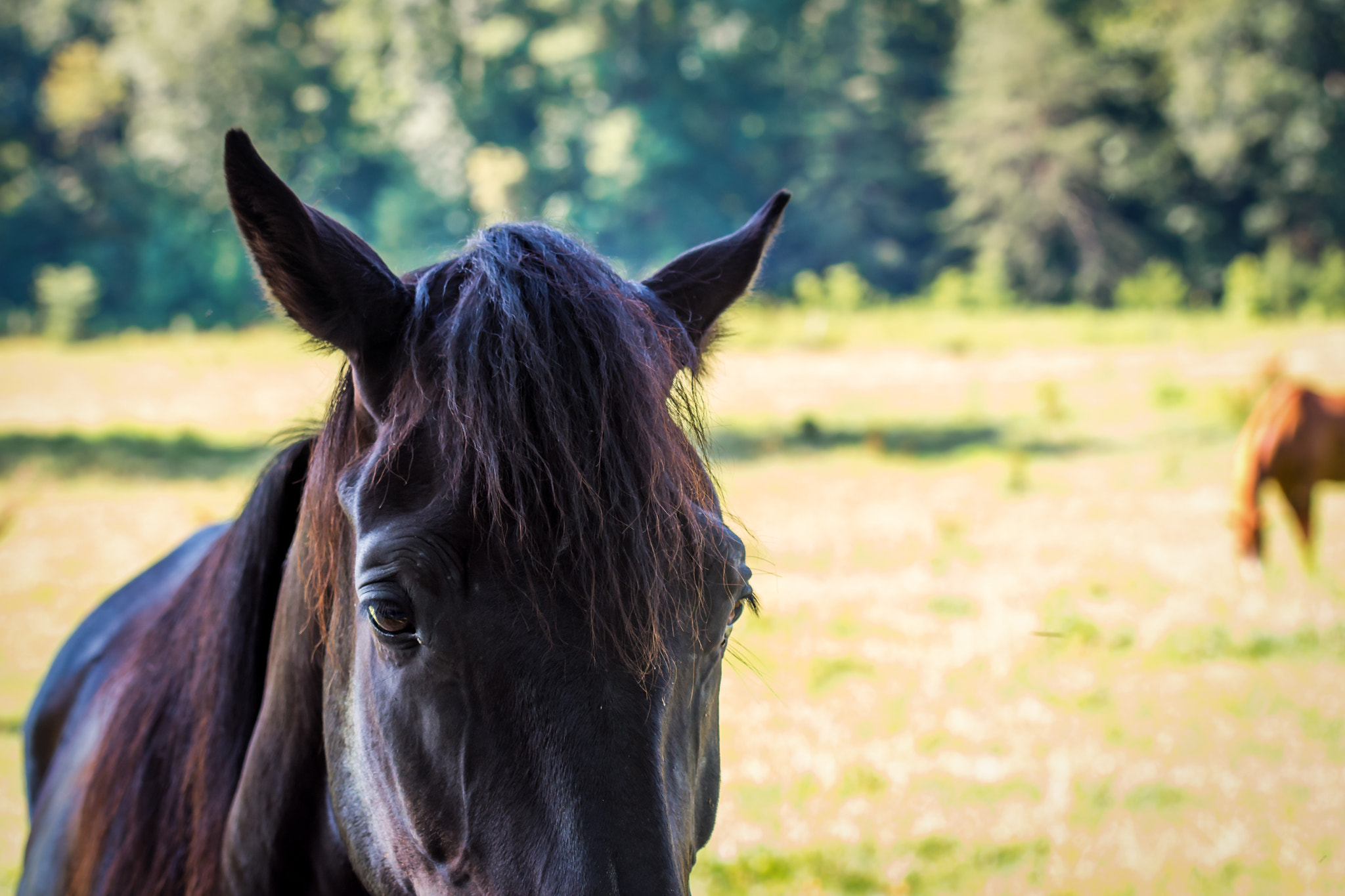 Nikon AF-S Nikkor 70-200mm F4G ED VR sample photo. Cades cove close-up photography