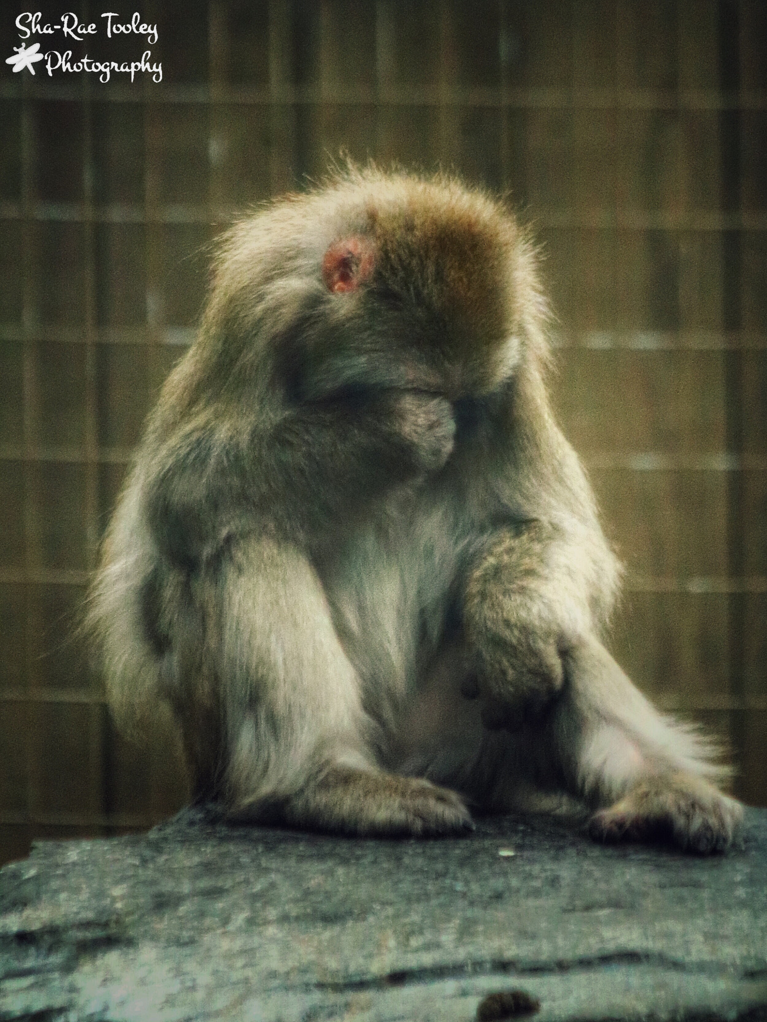 Canon EF 70-300mm F4-5.6 IS USM sample photo. Deep in thought photography