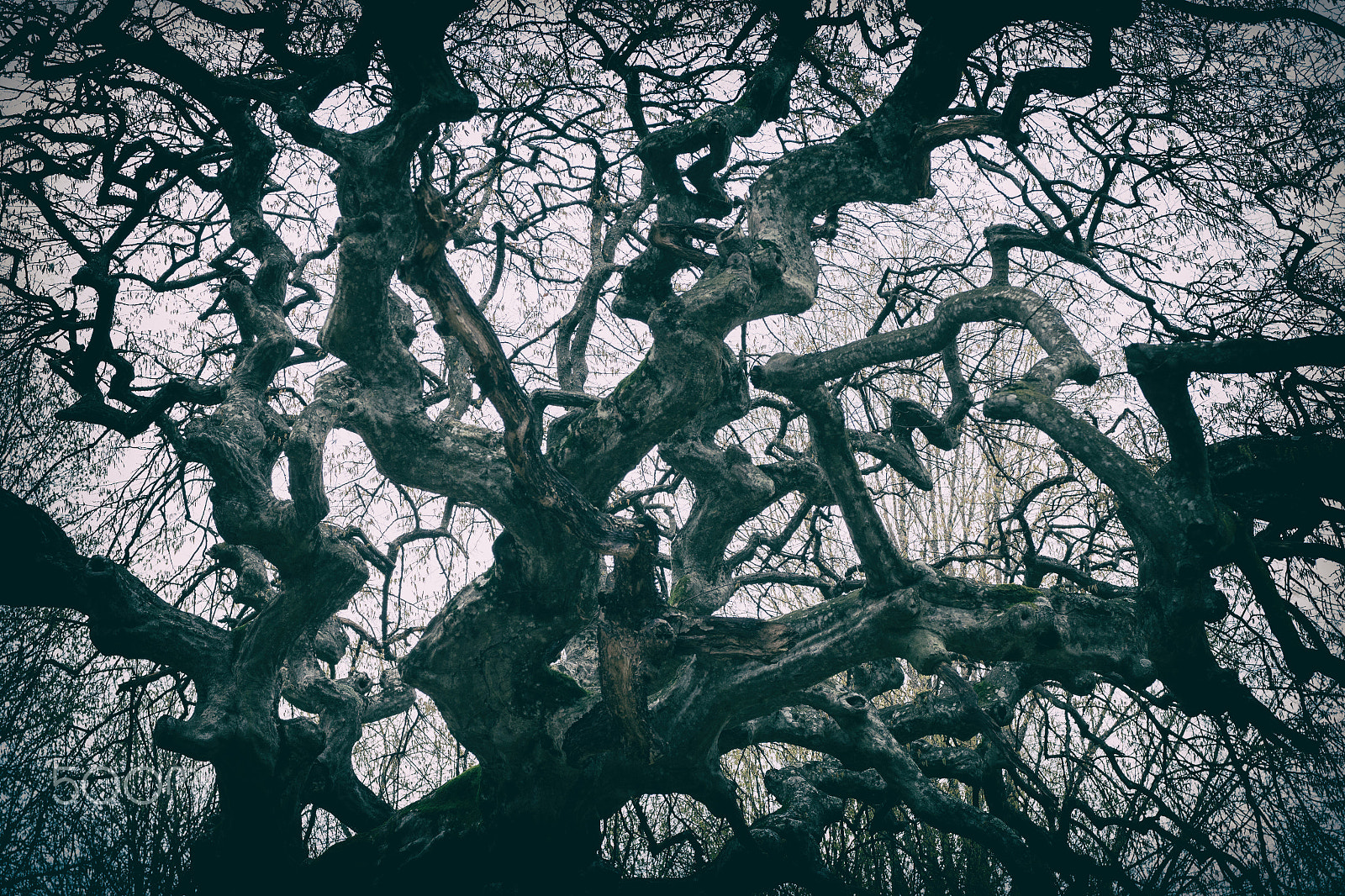 Sigma 17-70mm F2.8-4 DC Macro OS HSM sample photo. Tree web photography