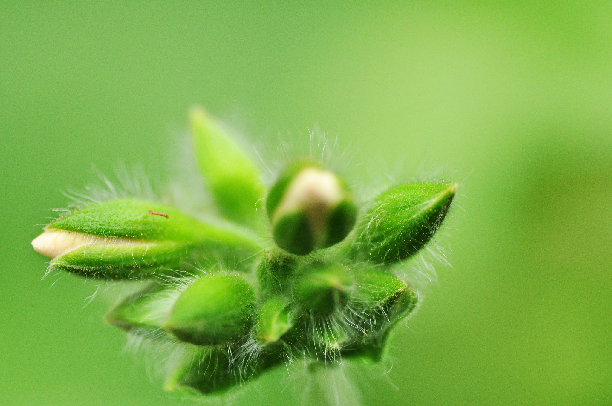 Nikon D5000 + Tamron SP 90mm F2.8 Di VC USD 1:1 Macro sample photo