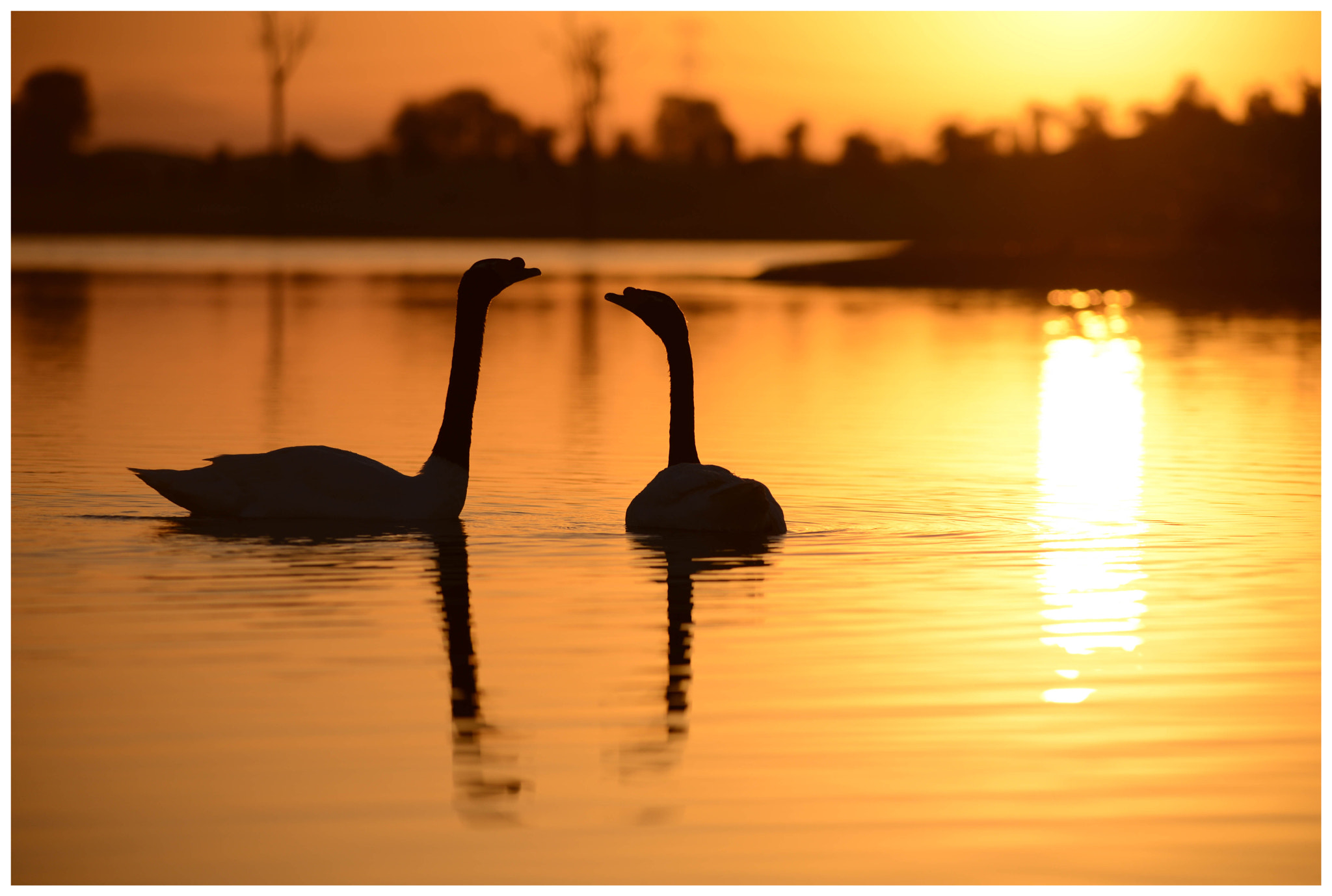 Sigma 150-500mm F5-6.3 DG OS HSM sample photo. Swans photography