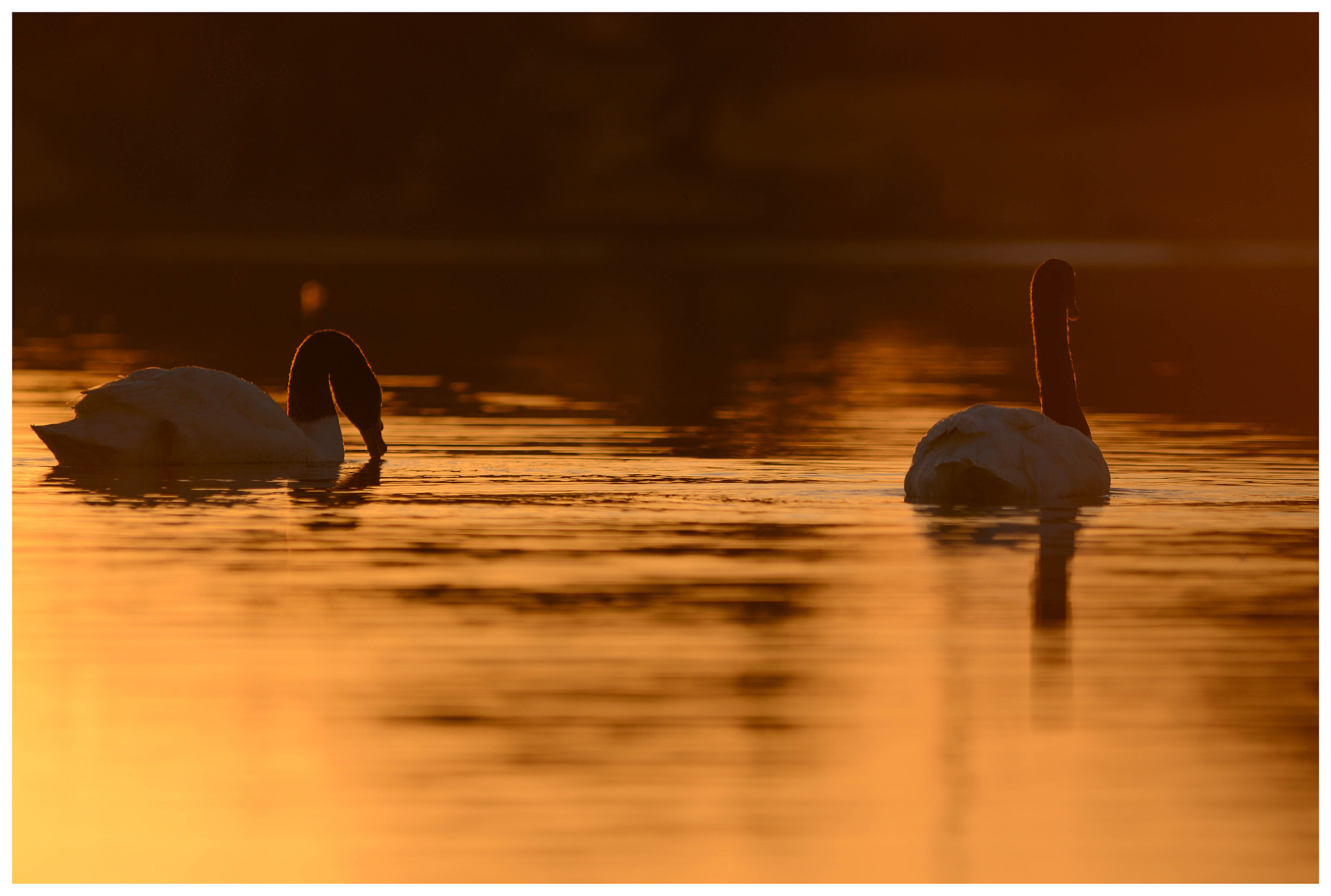 Sigma 150-500mm F5-6.3 DG OS HSM sample photo. Bird in the sunset photography