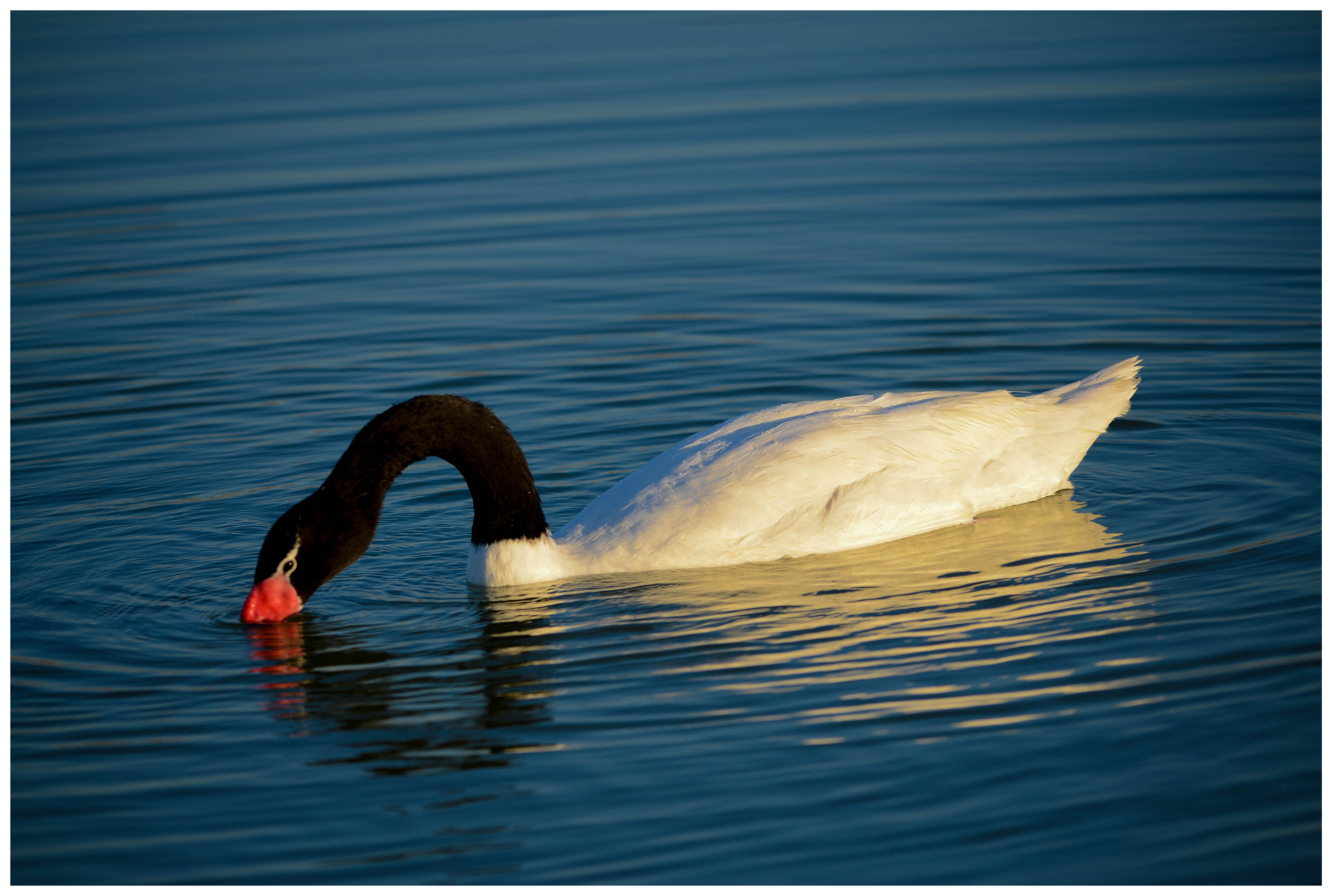Sigma 150-500mm F5-6.3 DG OS HSM sample photo. Swan 1 photography