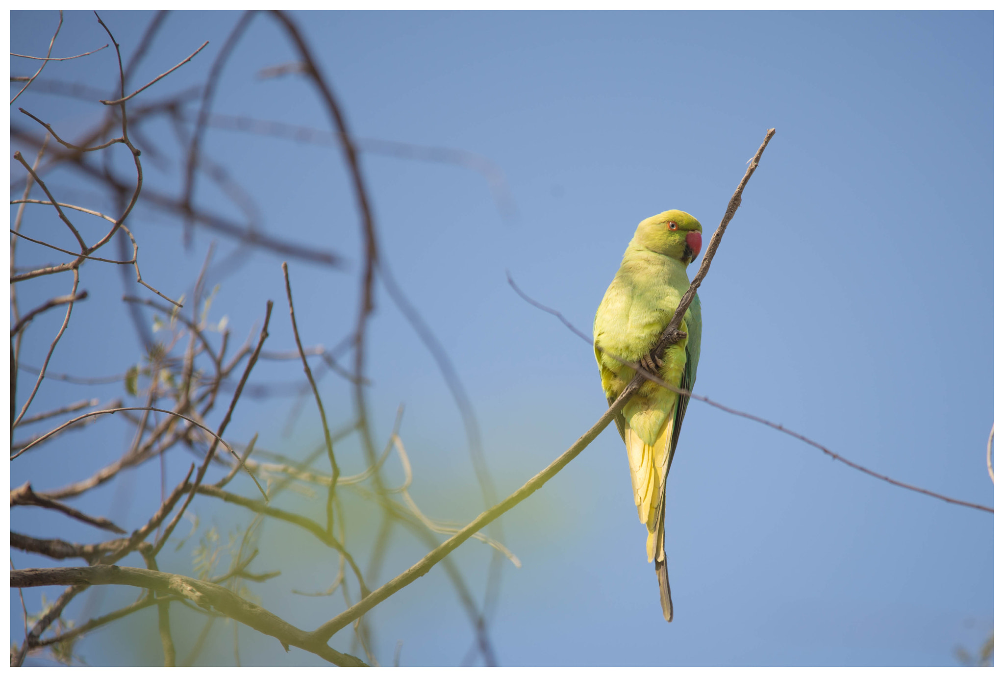 Sigma 150-500mm F5-6.3 DG OS HSM sample photo. Parrot photography
