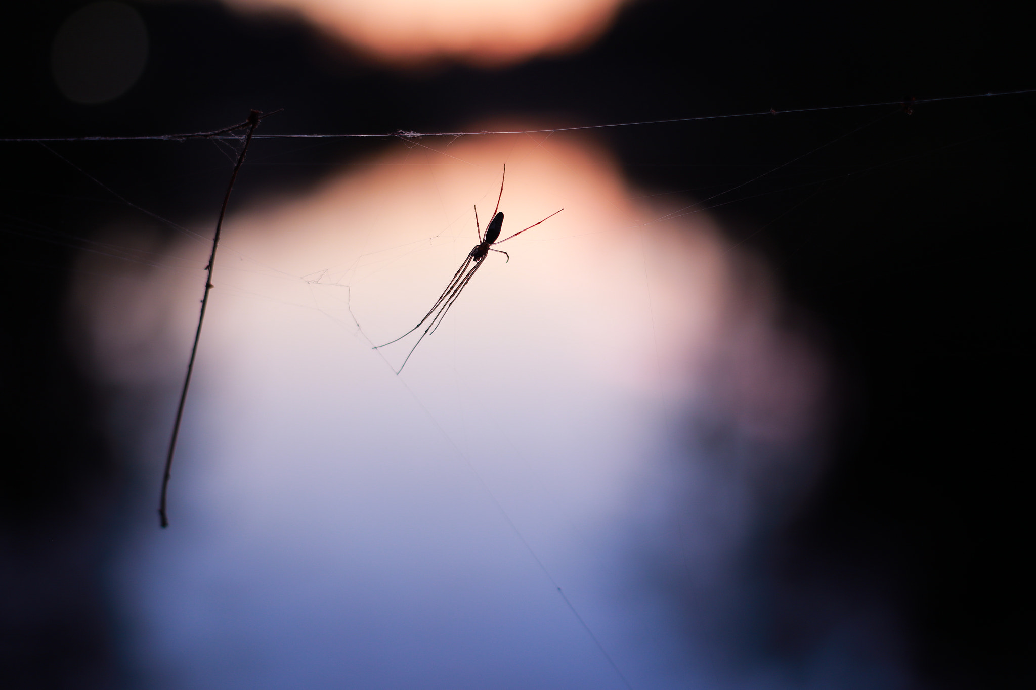 Canon EF 40mm F2.8 STM sample photo. Lake spider photography