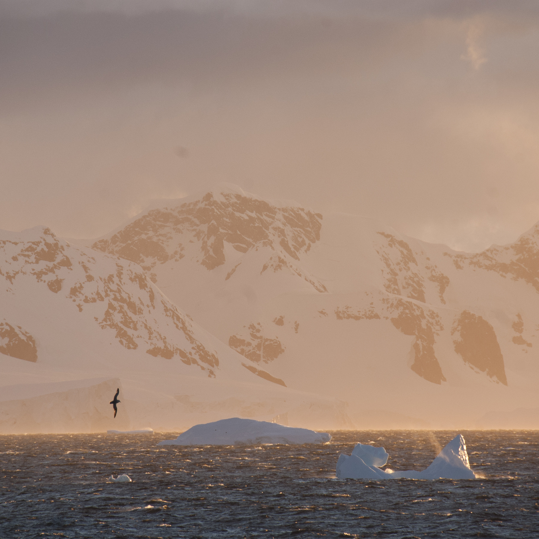 Nikon D80 sample photo. Antarctica photography