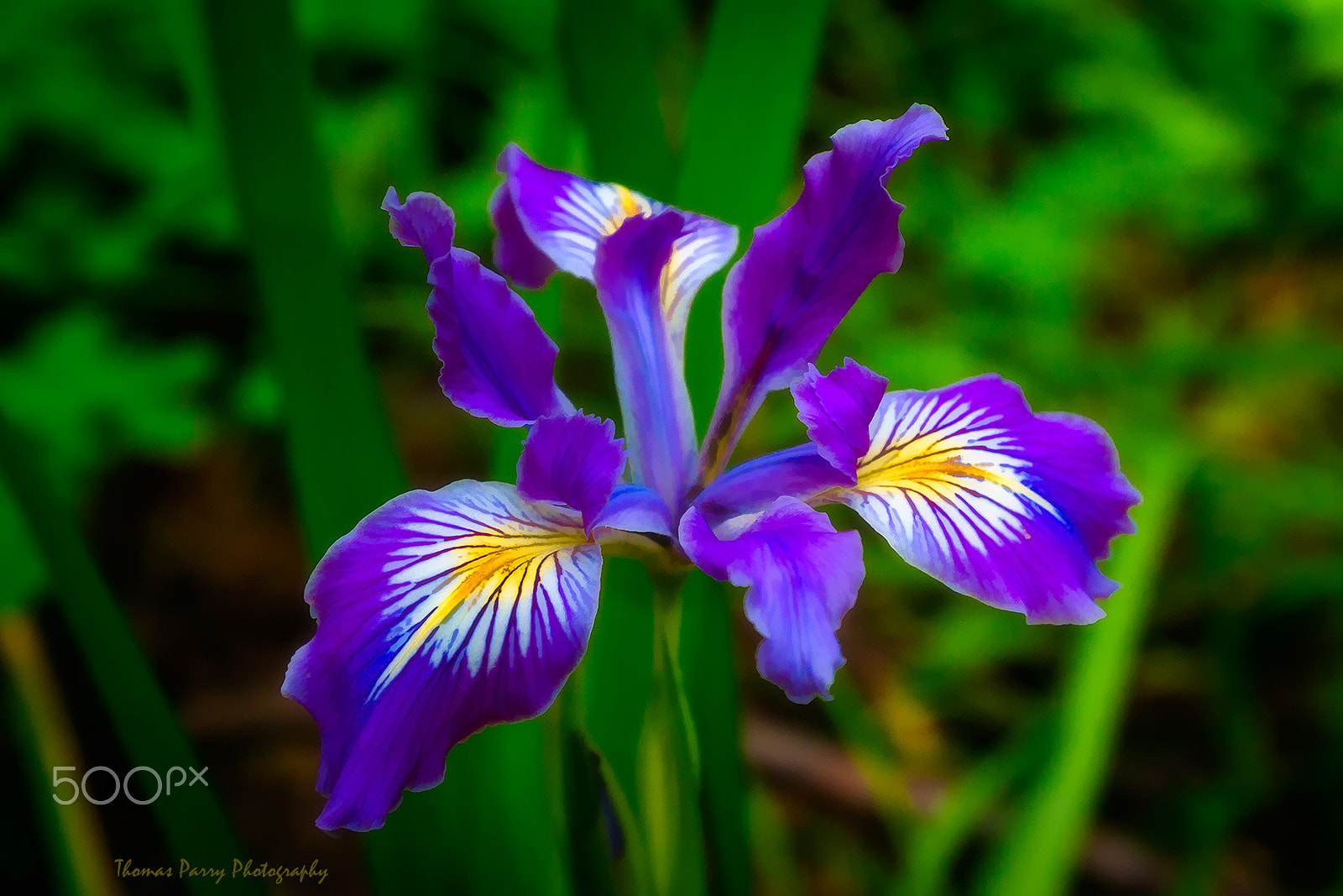 Canon EF 16-35mm F2.8L II USM sample photo. Iris photography