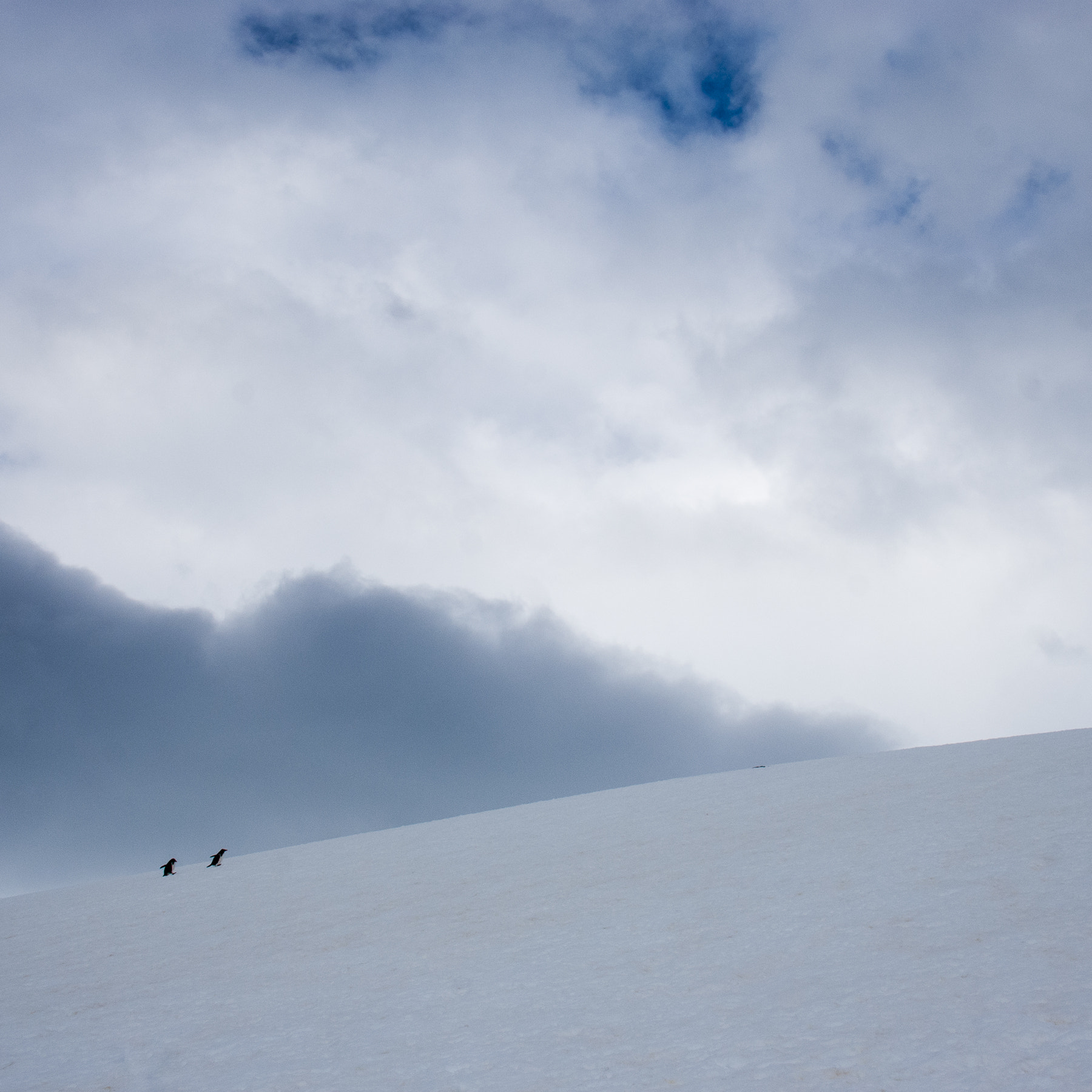 Nikon D80 sample photo. Antarctica photography