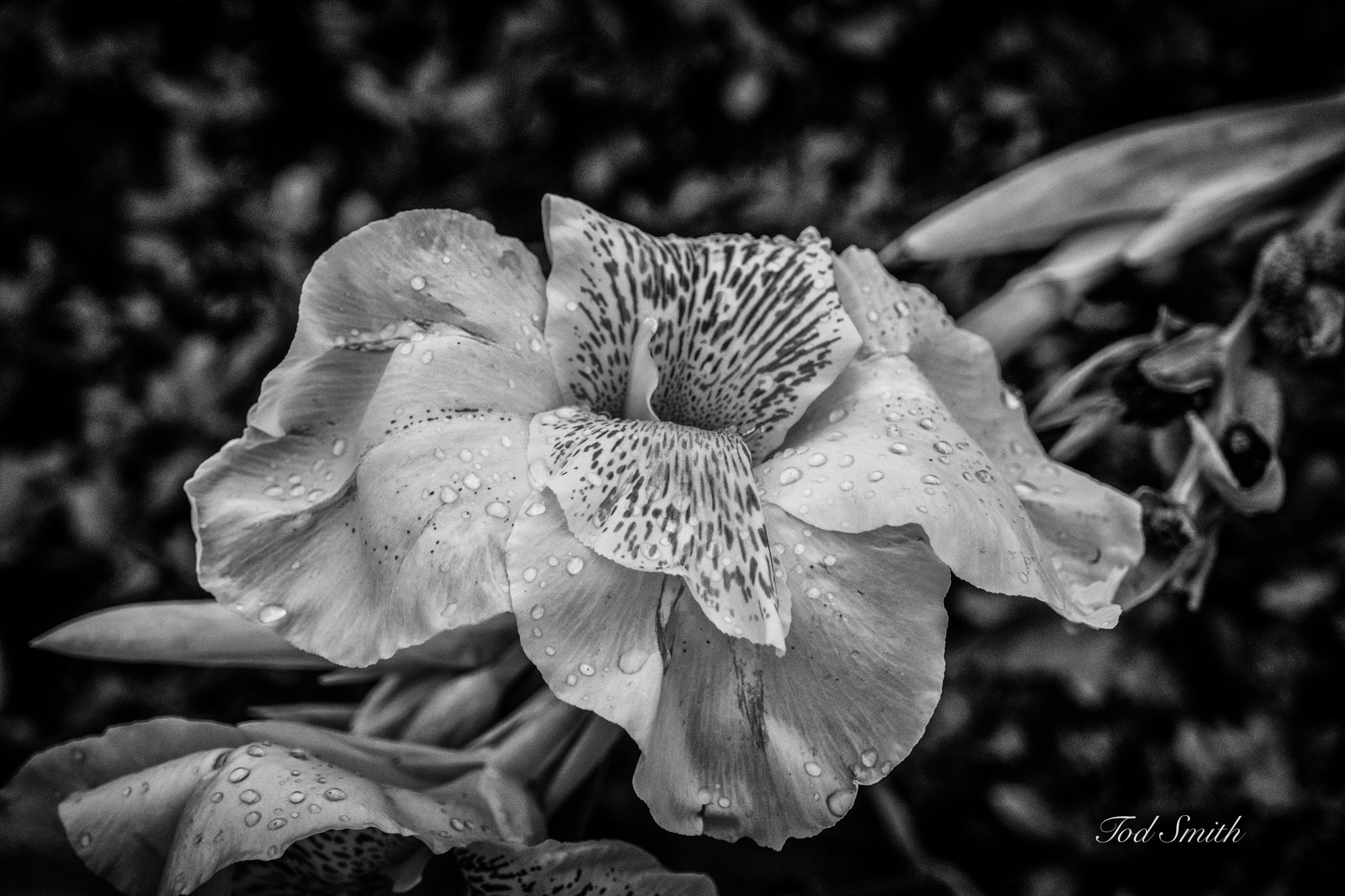 Sony a6300 + Sony Vario Tessar T* FE 24-70mm F4 ZA OSS sample photo. Flower in black & white photography