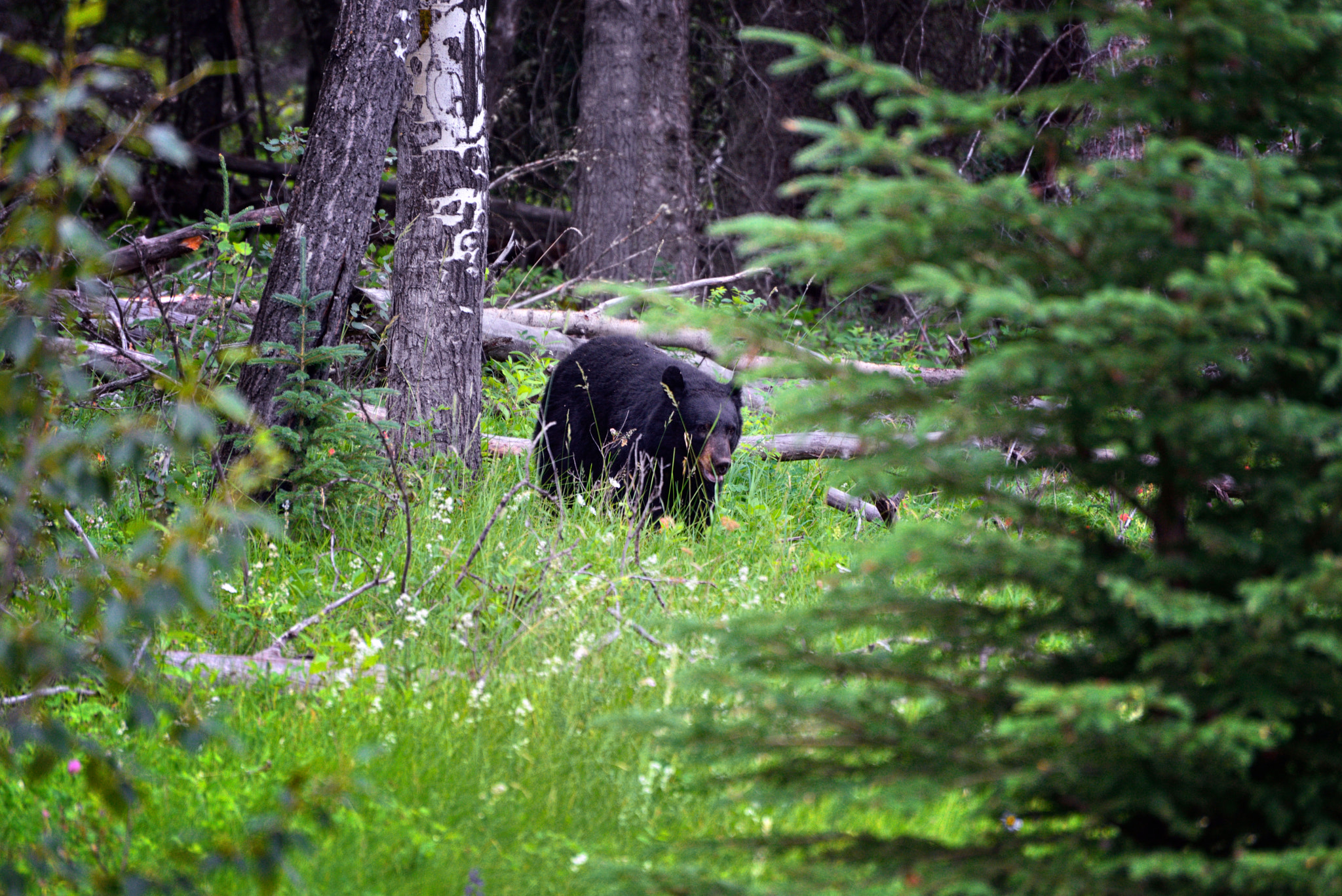 Nikon D800E + Nikon AF-S Nikkor 70-300mm F4.5-5.6G VR sample photo. A black bear through the trees... photography