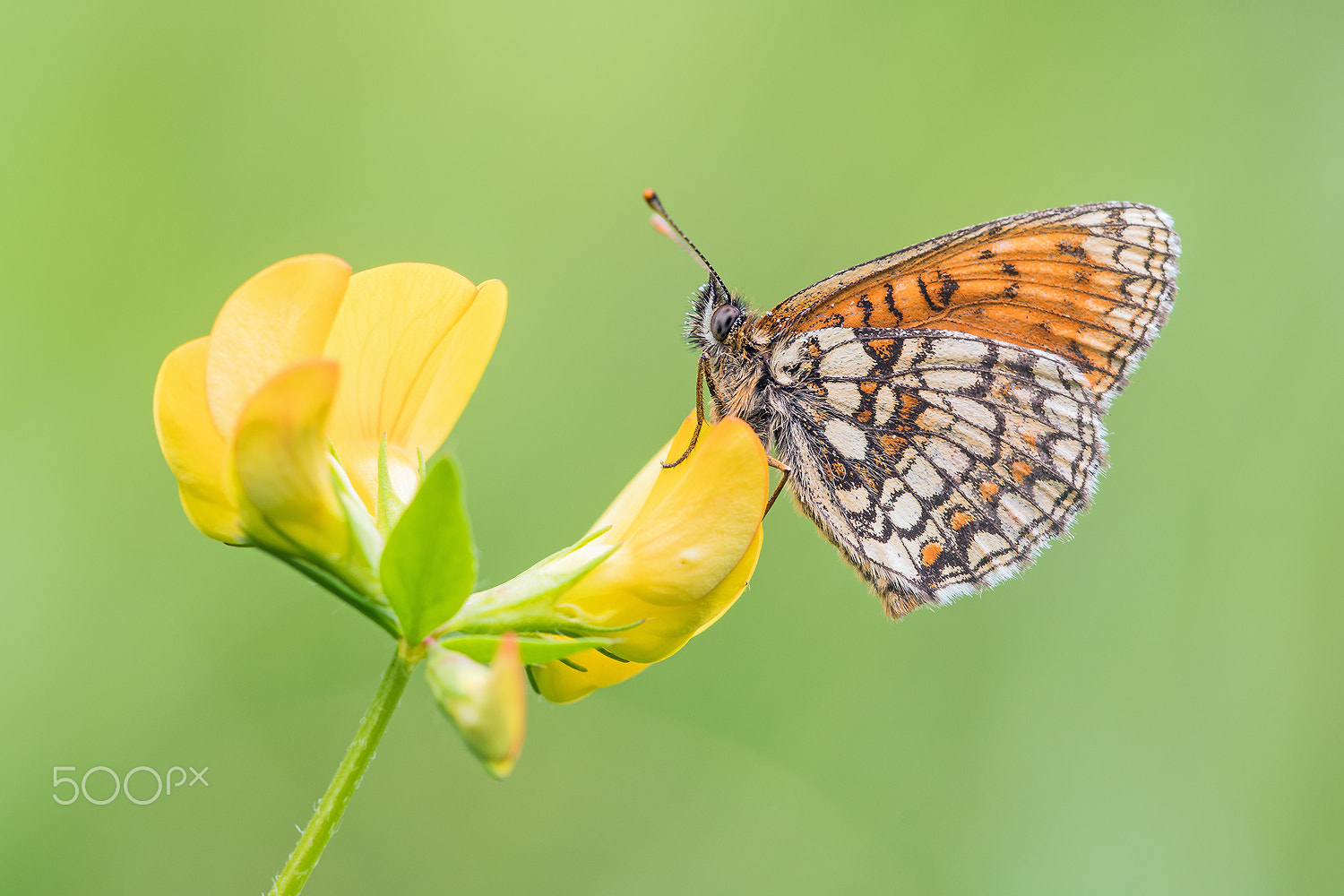 Sigma 150mm F2.8 EX DG Macro HSM sample photo. Heath fritillary (melitaea athalia) photography
