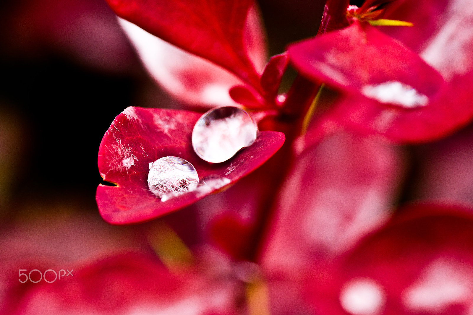 Sony Alpha DSLR-A850 + Tamron SP AF 90mm F2.8 Di Macro sample photo. Pearls on a leaf. photography