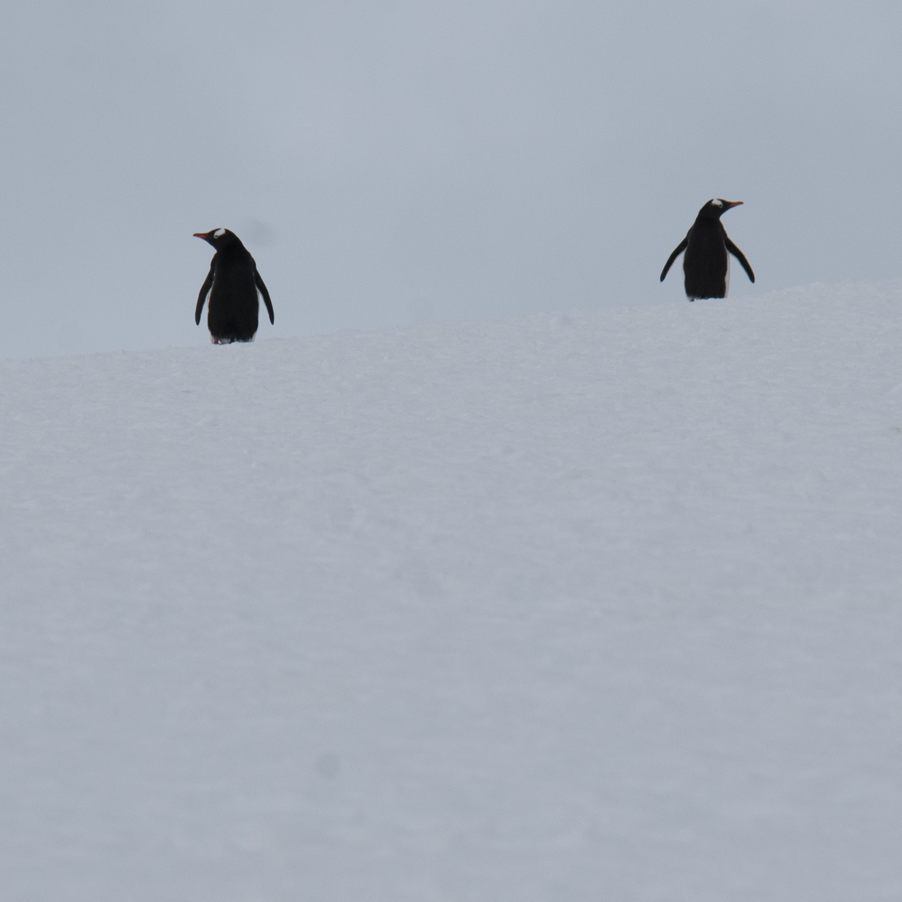 Nikon D80 sample photo. Antarctica photography