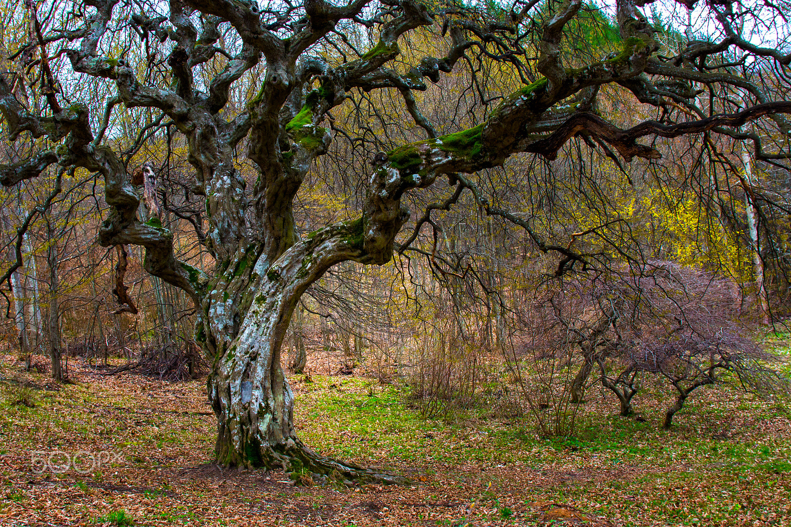 Sigma 17-70mm F2.8-4 DC Macro OS HSM sample photo. Beauty of a tree photography