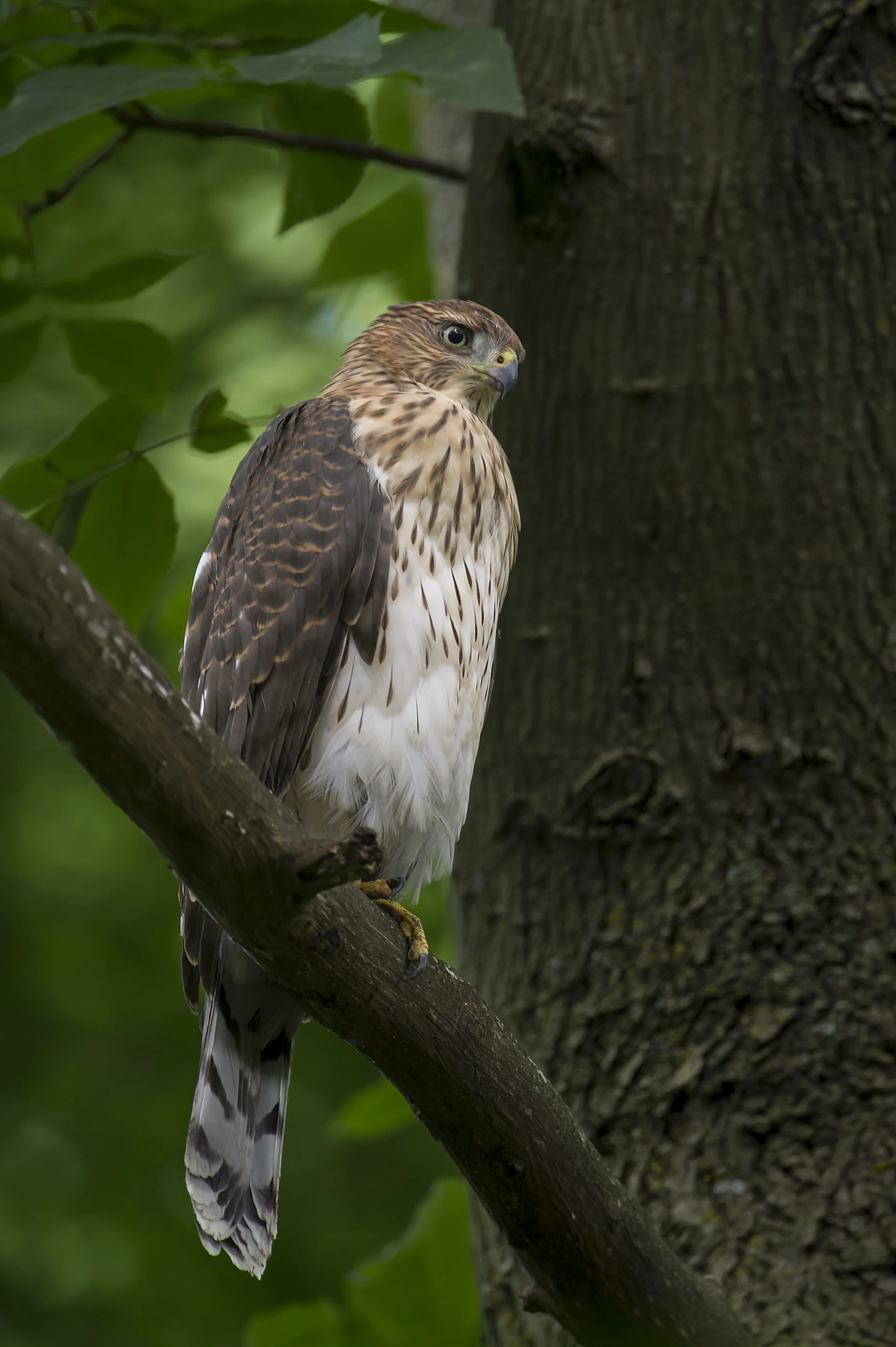 Nikon D3S + Nikon AF-S Nikkor 600mm F4G ED VR sample photo. In waiting... photography