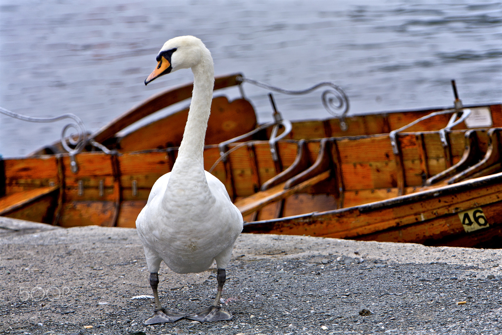 Canon EOS 5D + Canon EF 70-200mm F2.8L IS USM sample photo. Swan photography