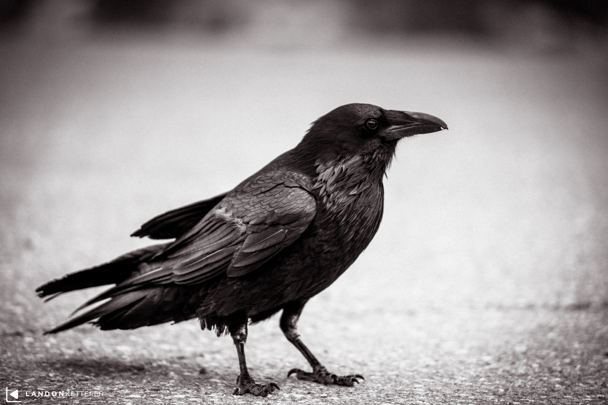 Canon EOS 5DS sample photo. Raven photography