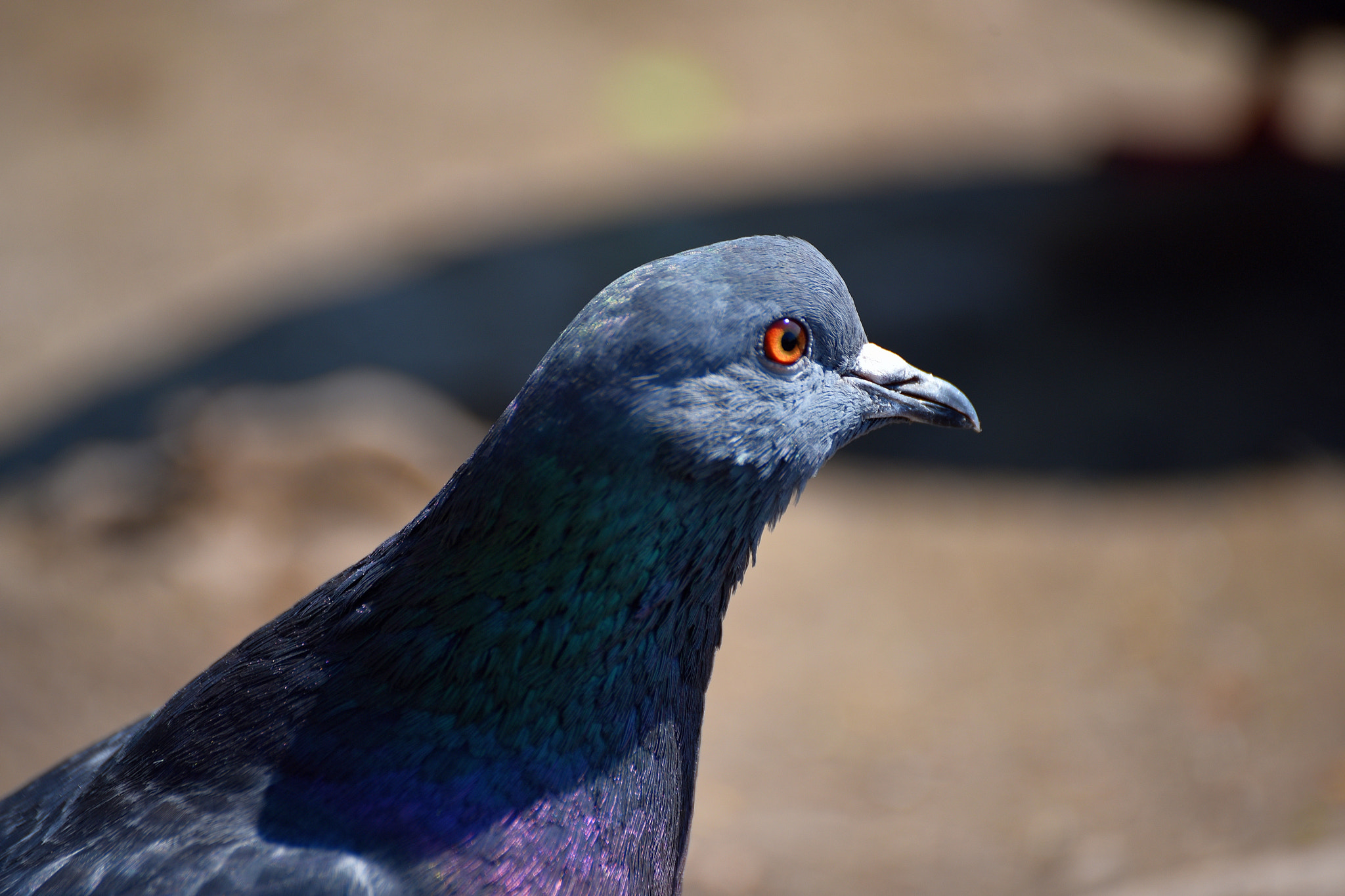 Nikon D750 + Sigma 70-300mm F4-5.6 DG OS sample photo. Сurious pigeon photography