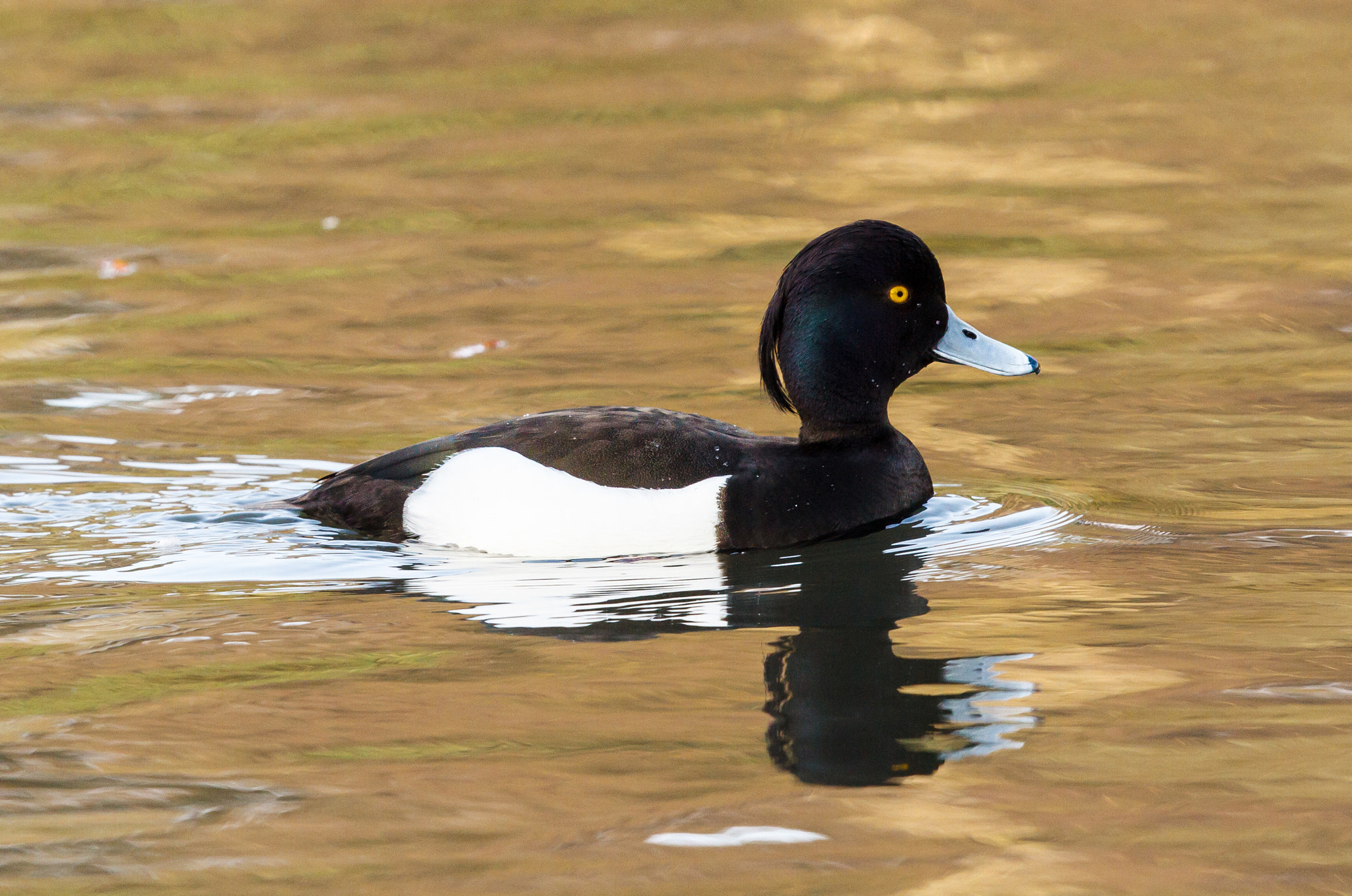 Canon EF 500mm F4L IS II USM sample photo. Tufted duck photography
