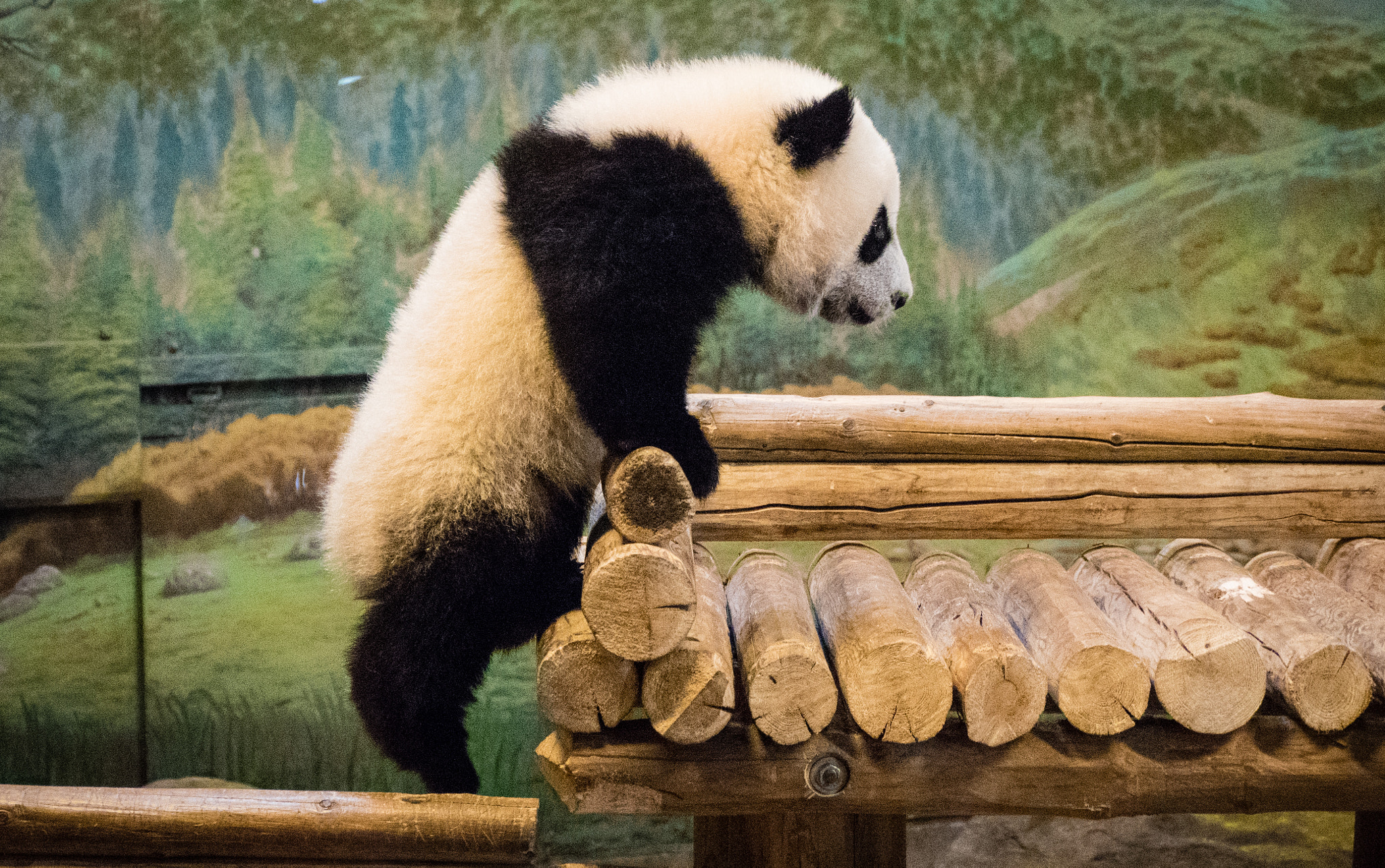 Panasonic Lumix G Vario 45-200mm F4-5.6 OIS sample photo. Panda panda panda photography