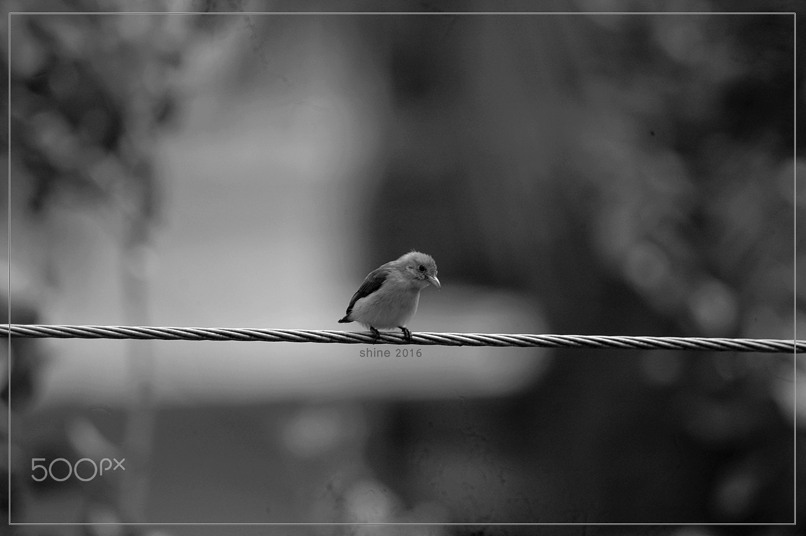 Nikon AF Nikkor 70-300mm F4-5.6G sample photo. "tiny bird" photography