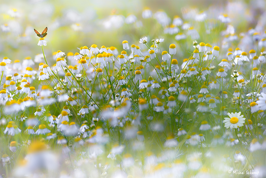 Loving Daisies by Michel Schamp on 500px.com