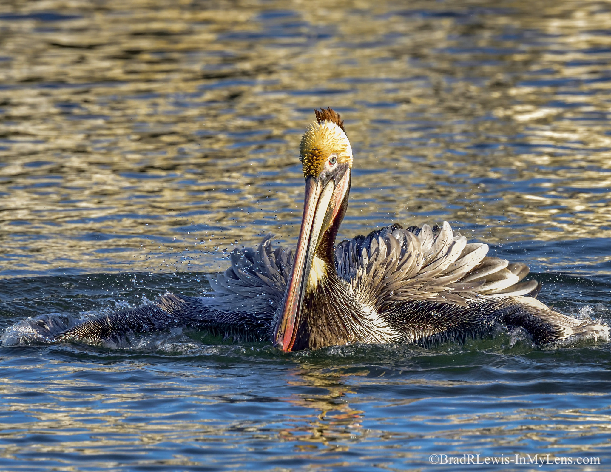 Nikon AF-S Nikkor 400mm F2.8E FL ED VR sample photo. Brown pelican photography