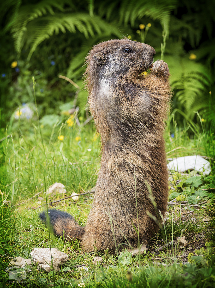 Olympus PEN E-PL7 sample photo. Marmot photography