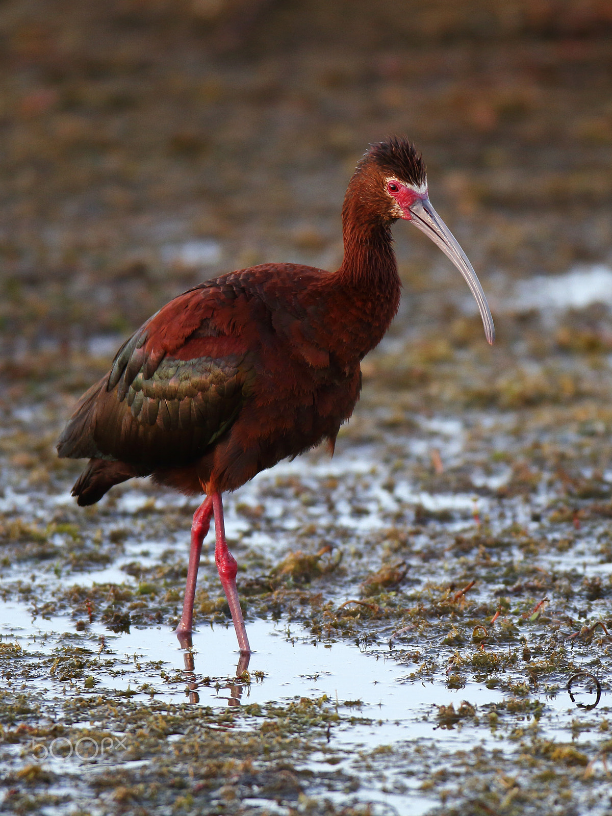 Canon EOS 7D + Canon EF 600mm f/4L IS sample photo. White-faced ibis photography