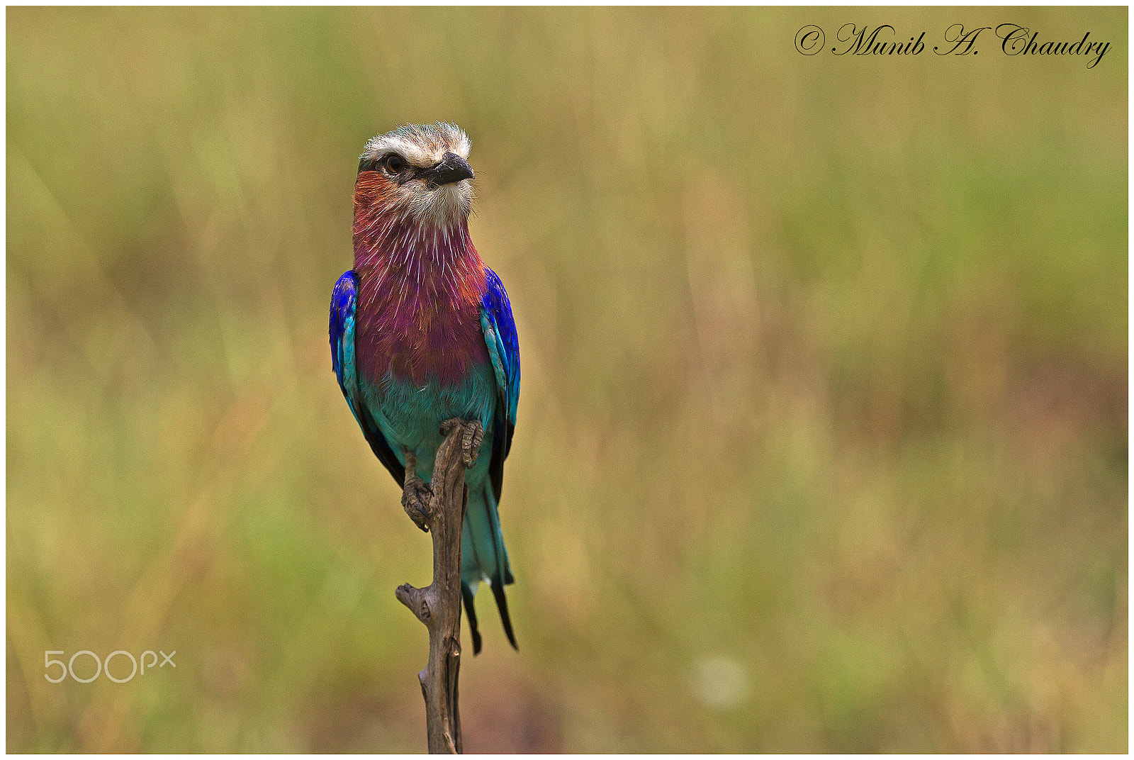 Canon EF 200-400mm F4L IS USM Extender 1.4x sample photo. The lilac poser! photography