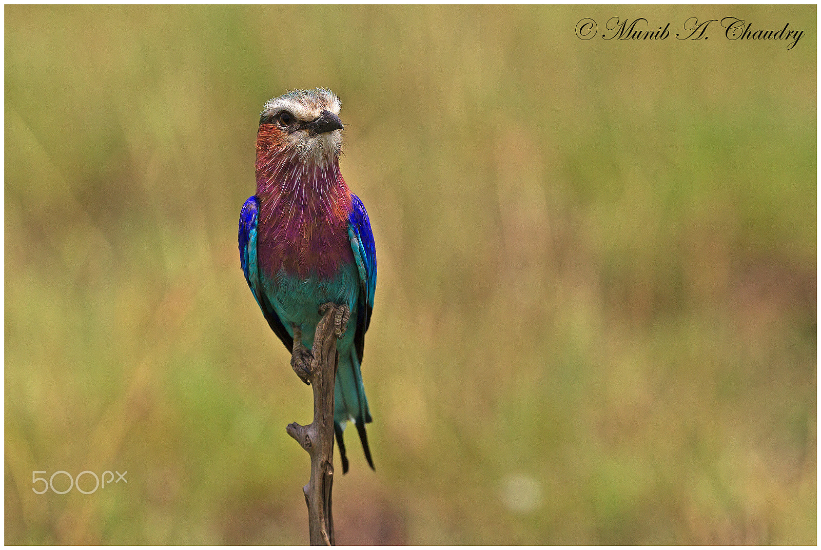 Canon EOS-1D Mark IV + Canon EF 200-400mm F4L IS USM Extender 1.4x sample photo. The lilac poser! photography