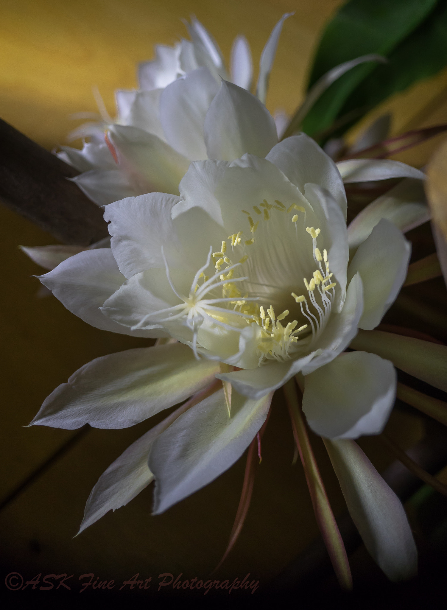 Sony a7 + Sony E 30mm F3.5 Macro sample photo. Night blooming cereus great beauty finding its expression only when things seem the darkest photography
