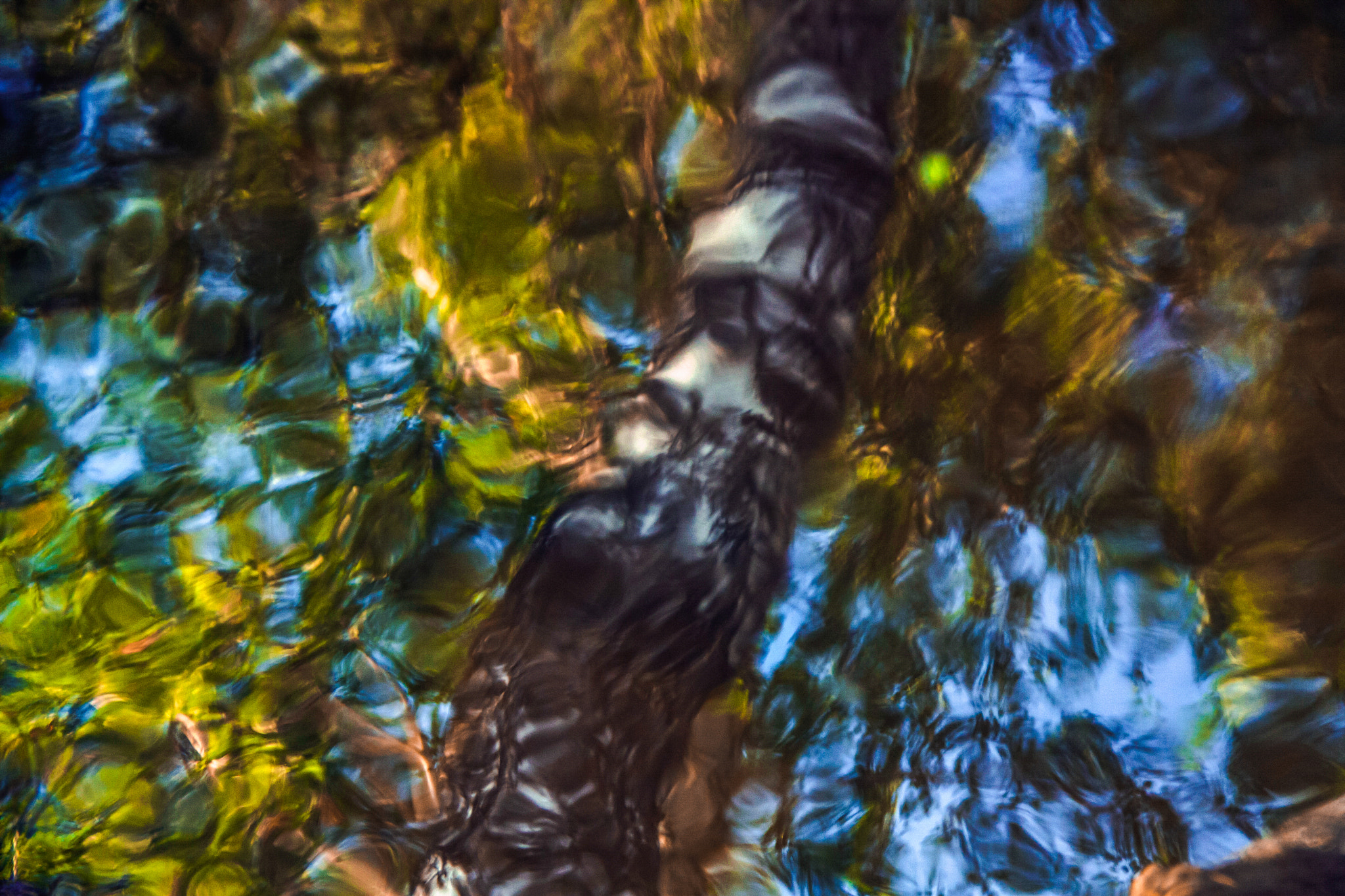 Canon EOS 1000D (EOS Digital Rebel XS / EOS Kiss F) sample photo. Abstract birch photography