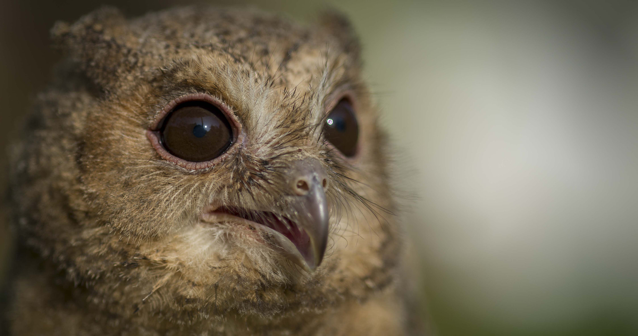 Nikon D610 + AF Micro-Nikkor 105mm f/2.8 sample photo. Scops owl photography