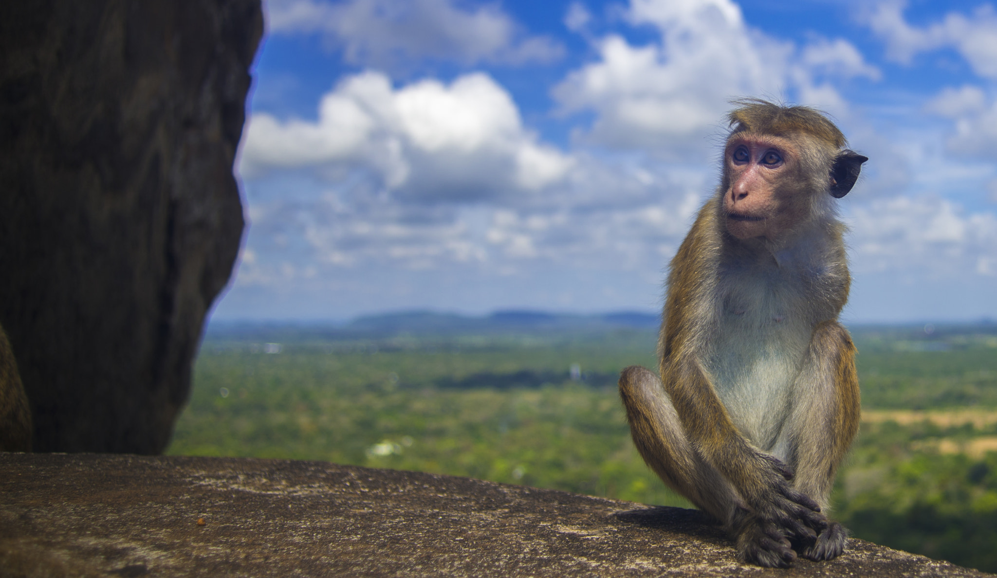 AF Zoom-Nikkor 24-50mm f/3.3-4.5 sample photo. Montane monkey photography