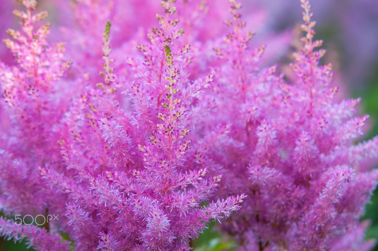 Sigma 70-200mm F2.8 EX DG OS HSM sample photo. Purple forest photography