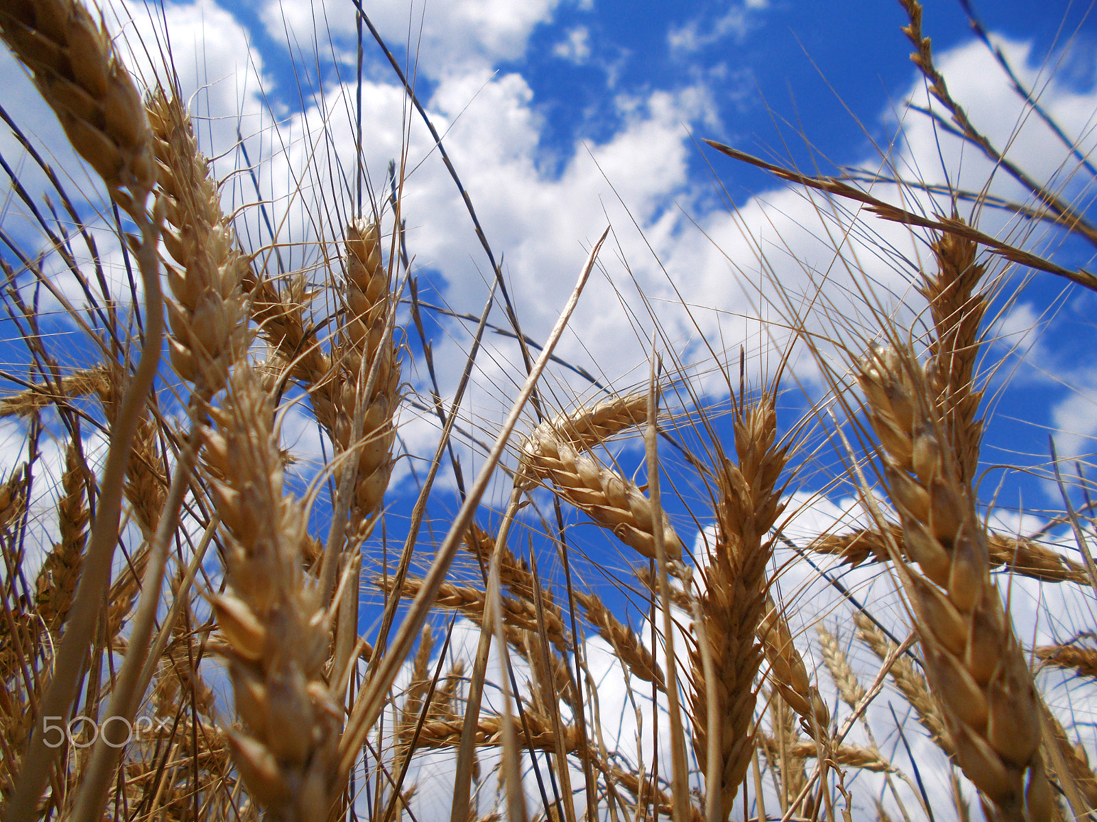 Nikon COOLPIX L27 sample photo. Wheat photography
