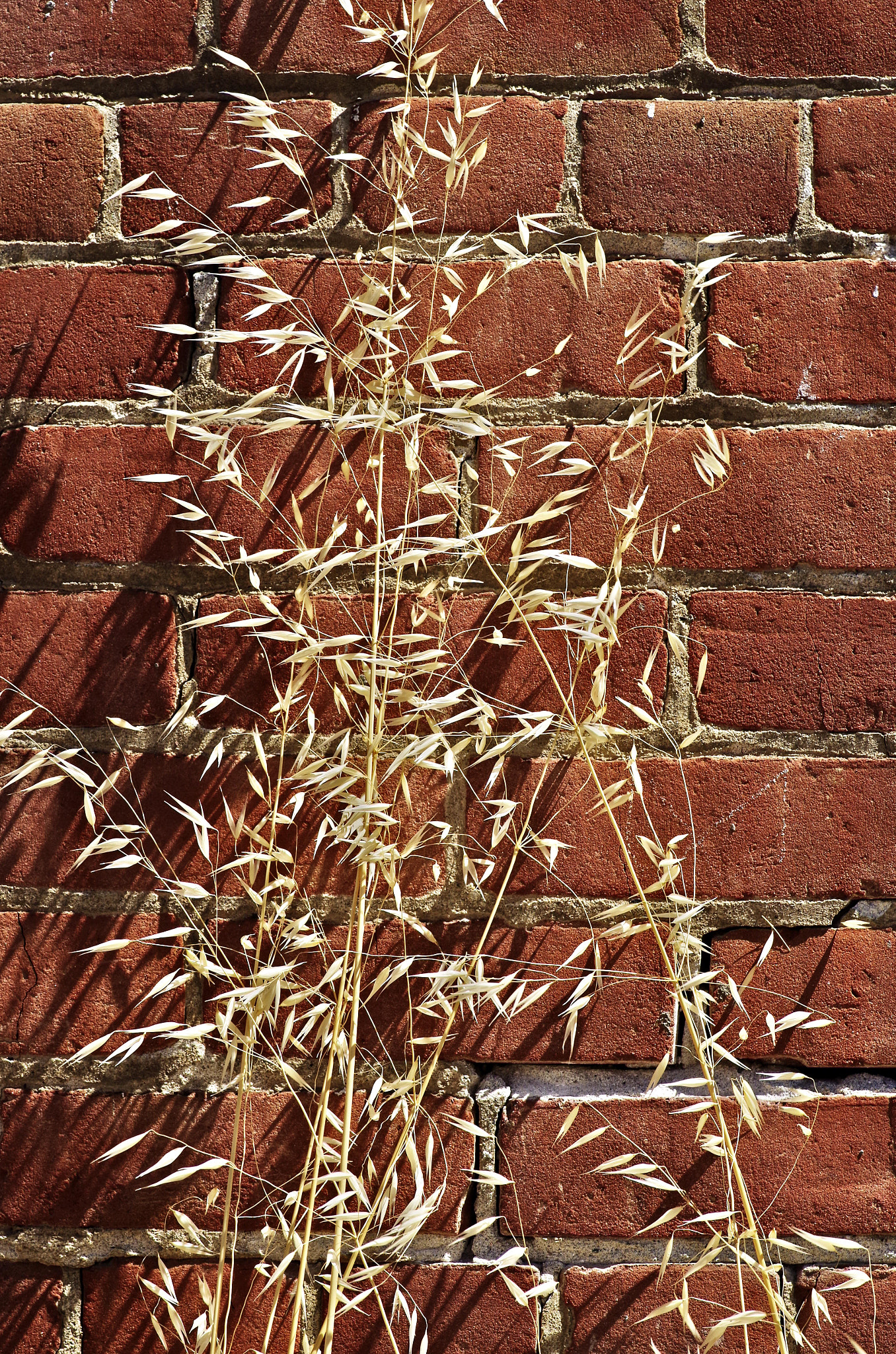 Pentax K-30 sample photo. Amber grass on brick photography