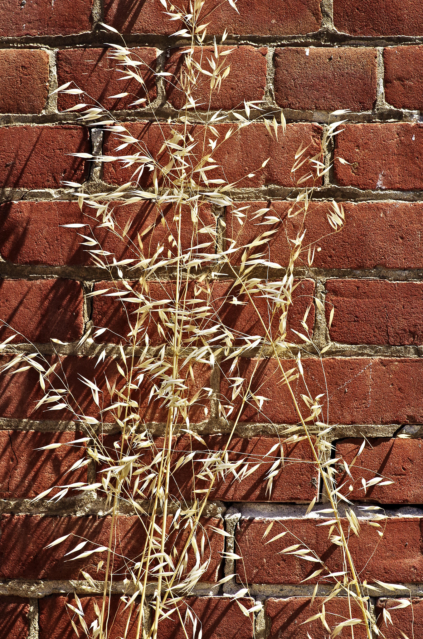 Pentax smc D-FA 100mm F2.8 Macro WR sample photo. Amber grass on brick photography