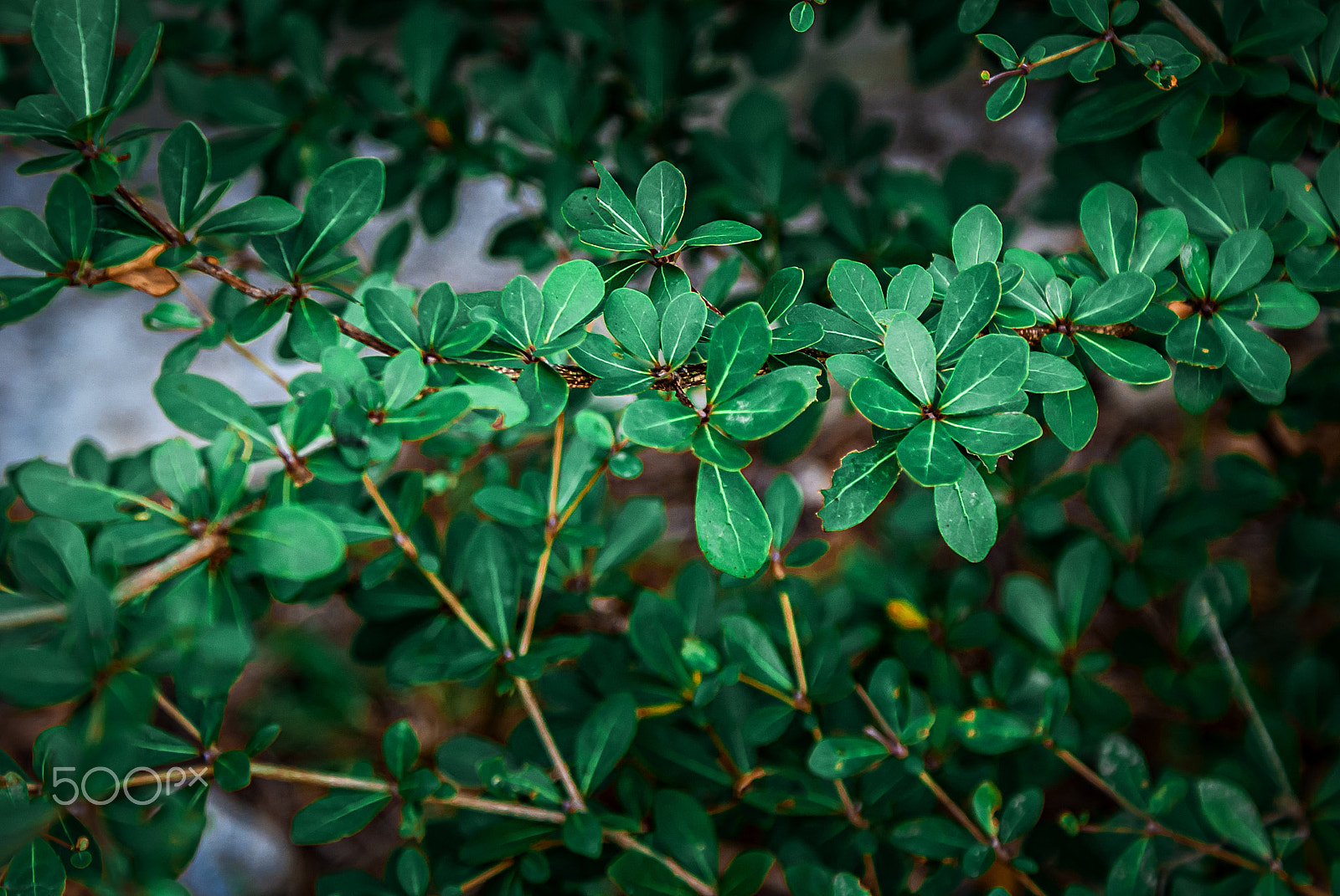 Sony DT 18-70mm F3.5-5.6 sample photo. Green photography